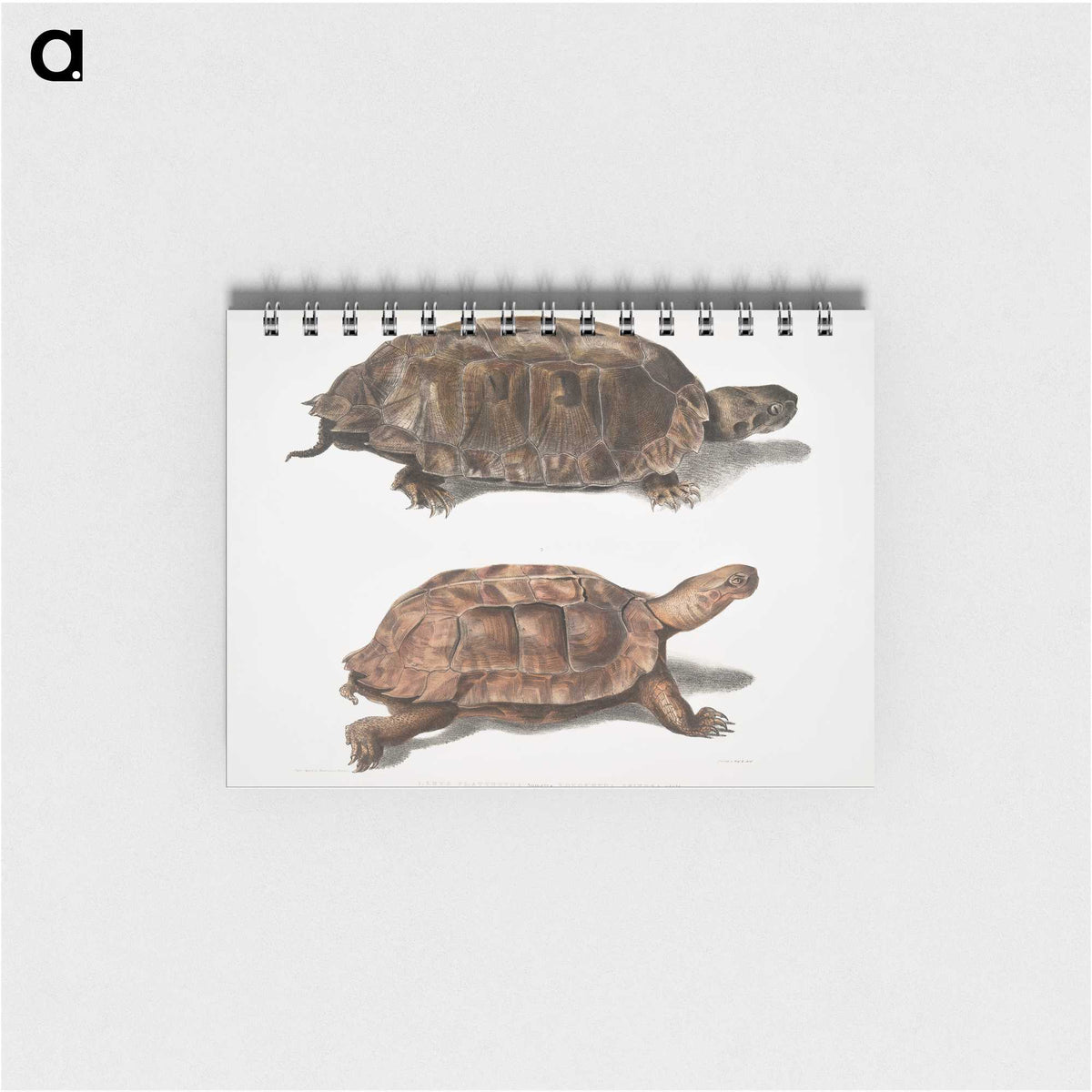 1-20_Indian-Zoology_memo