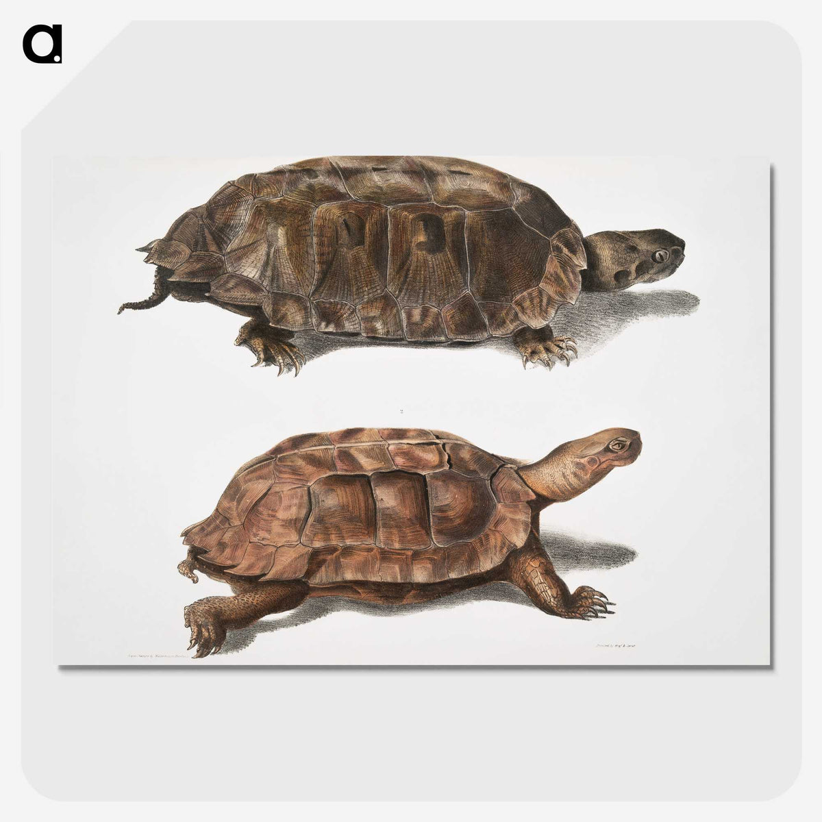 1-20_Indian-Zoology_picture-crop