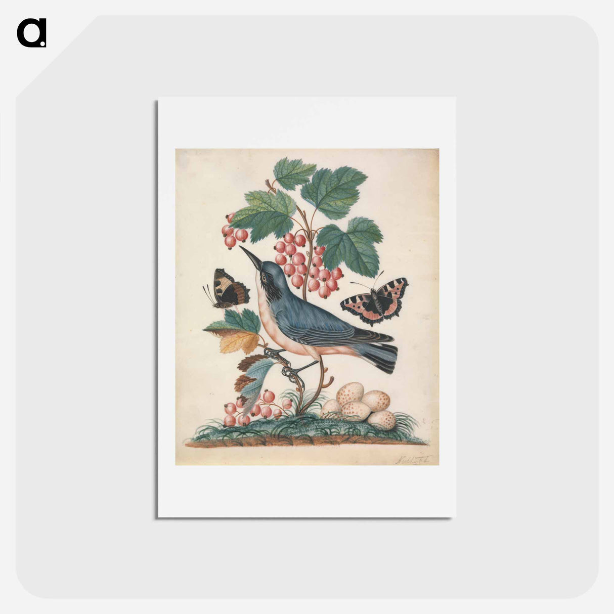 アートポストカード-Subalpine Warbler, Strawberry, and Red Admiral
- ジェームズ ボルトン Postcard.