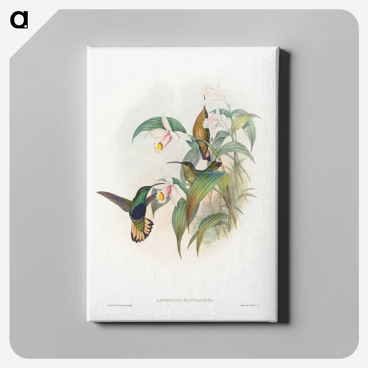 1-20_John-Gould_canvas