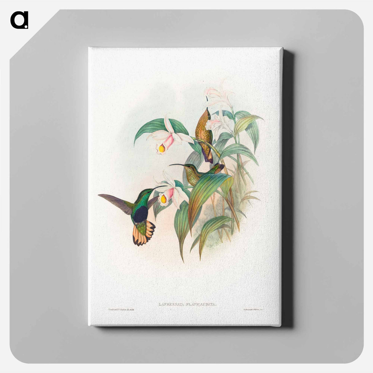 アートパネル-Buff-tailed Velvet-breast
- ジョン グールド Canvas.