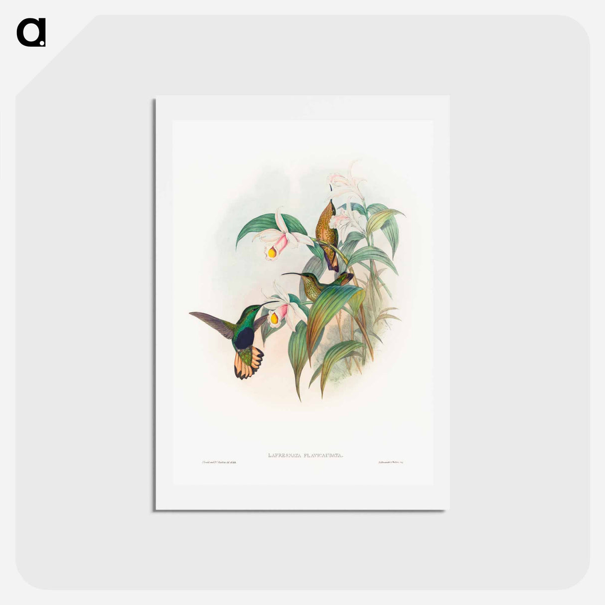アートポストカード-Buff-tailed Velvet-breast
- ジョン グールド Postcard.