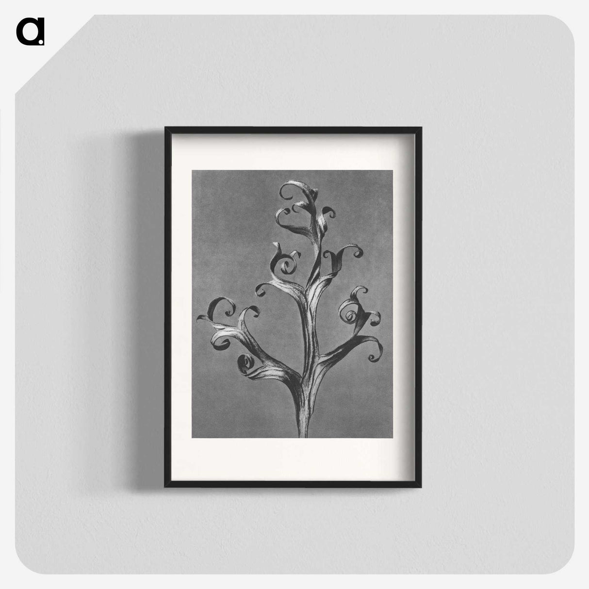 1-20_Karl-Blossfeldt_blk