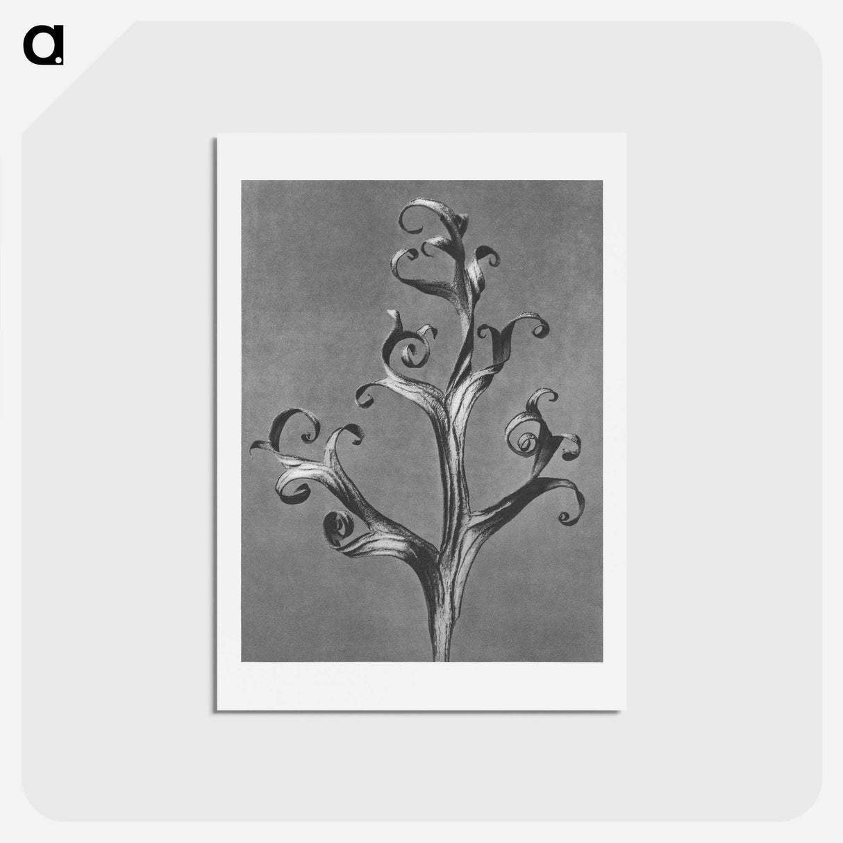 1-20_Karl-Blossfeldt_hagaki