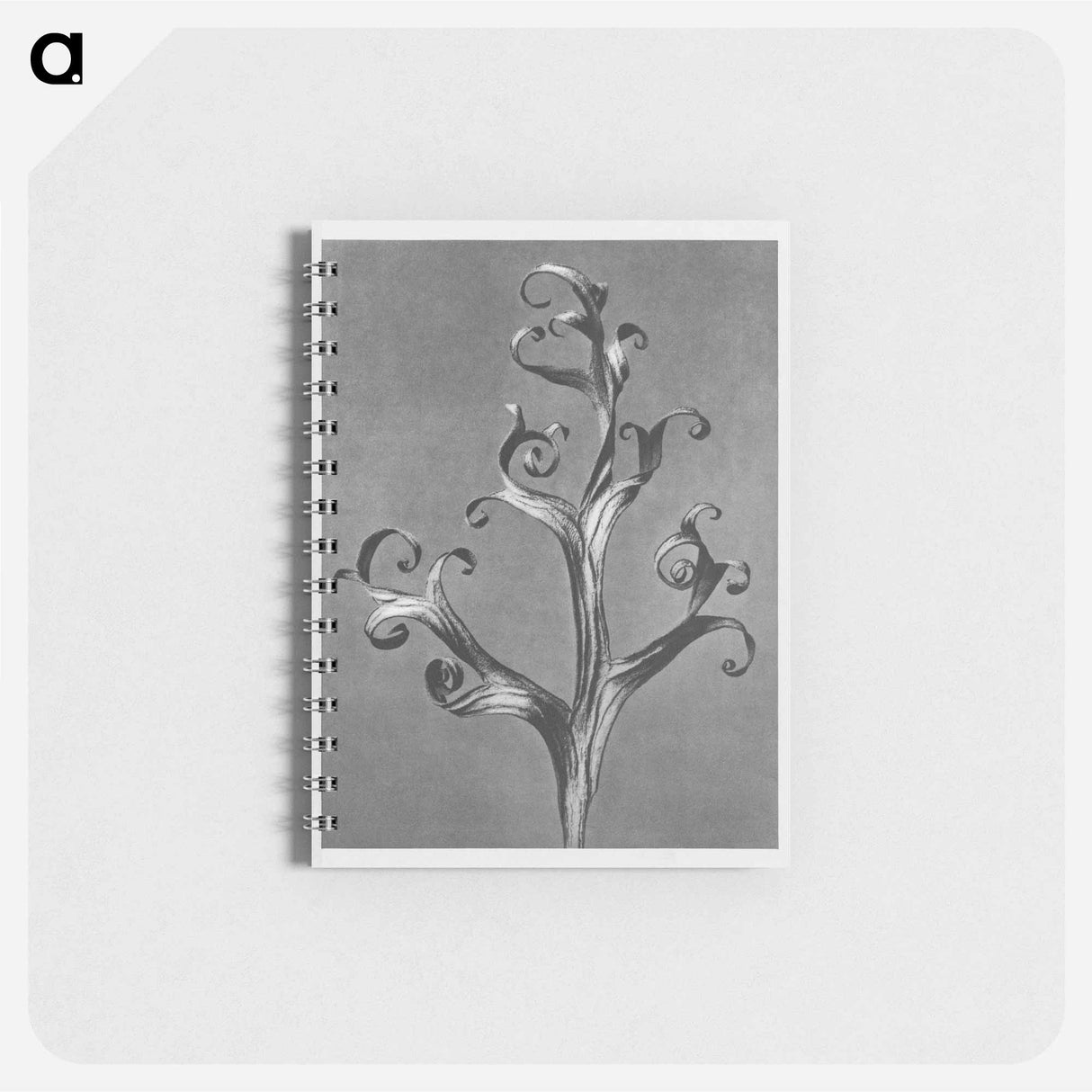 Delphinium (Larkspur) - カール ブロスフェルト Memo.