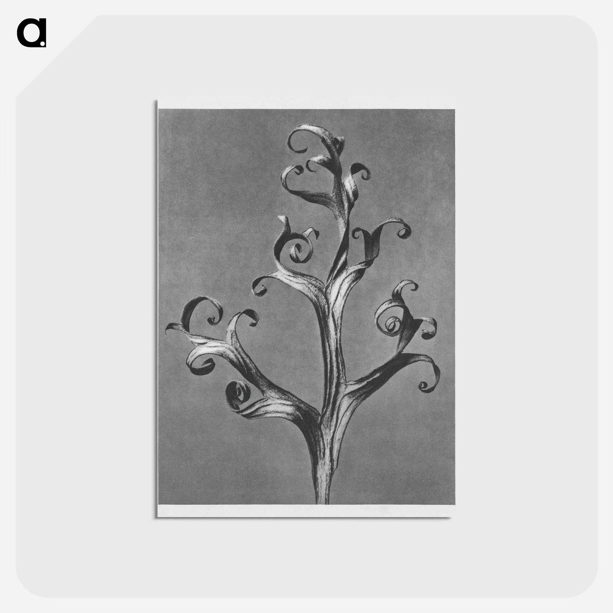 アートポストカード-Delphinium (Larkspur) - カール ブロスフェルト Postcard.