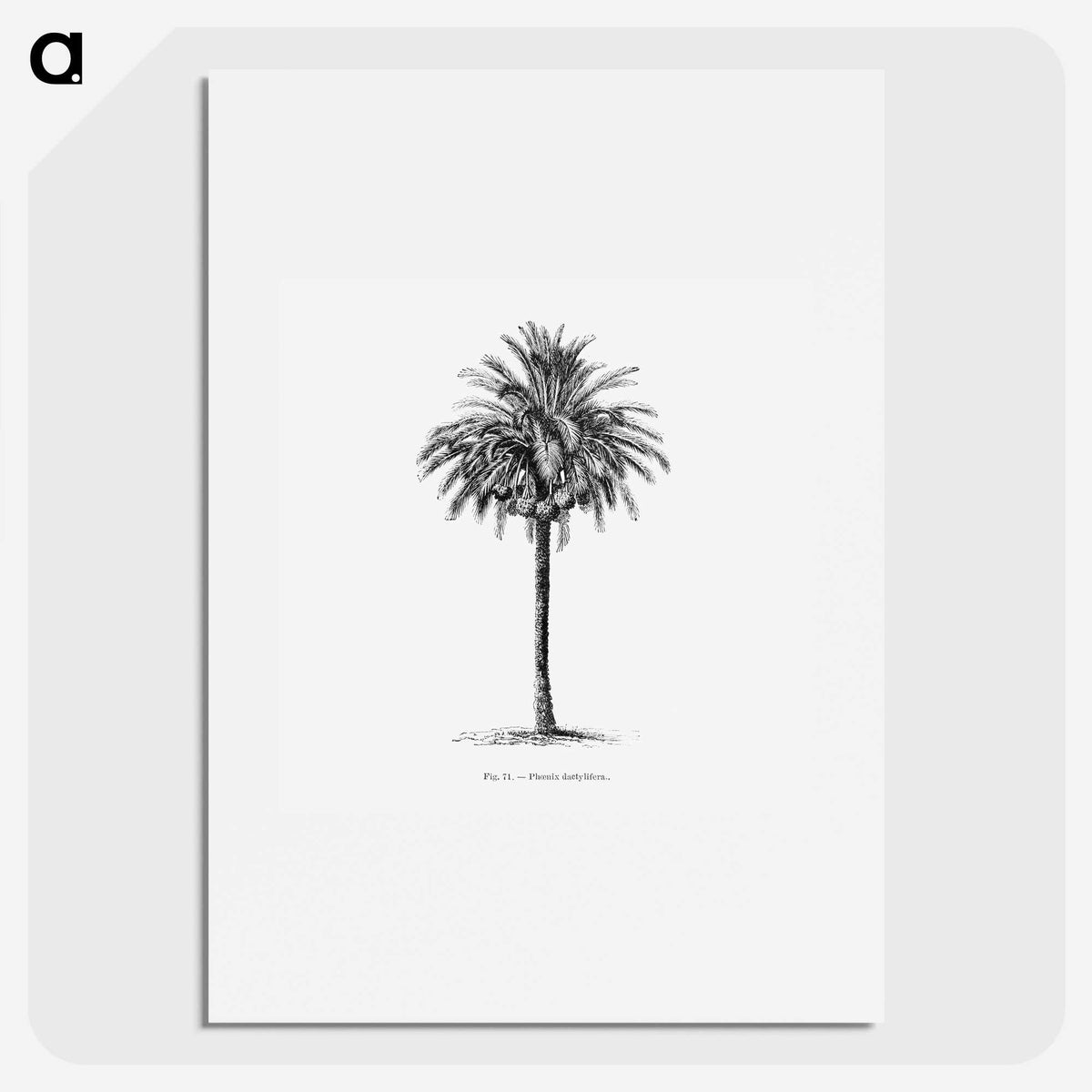 1-20_Les-Palmiers-Histoire-Iconographique_picture