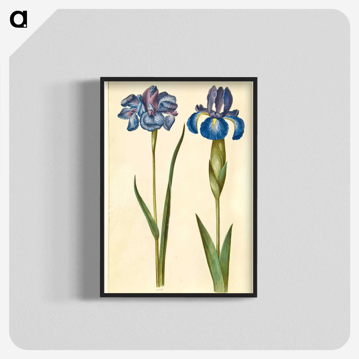 1-20_Maria-Sibylla-Merian_blk-crop