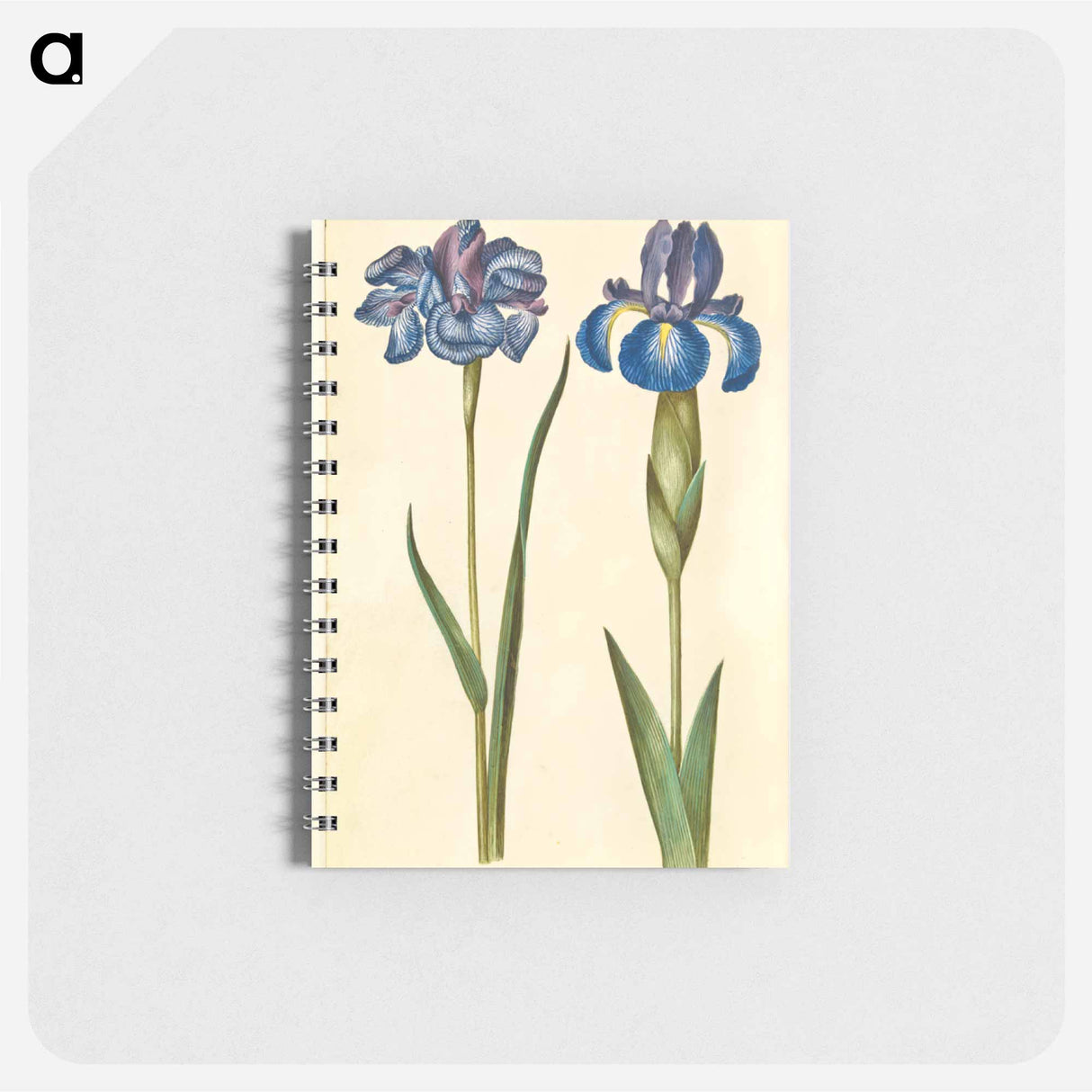 アートメモ帳-Siberian and English Irises
- マリア ジビーラ メーリアン Memo.
