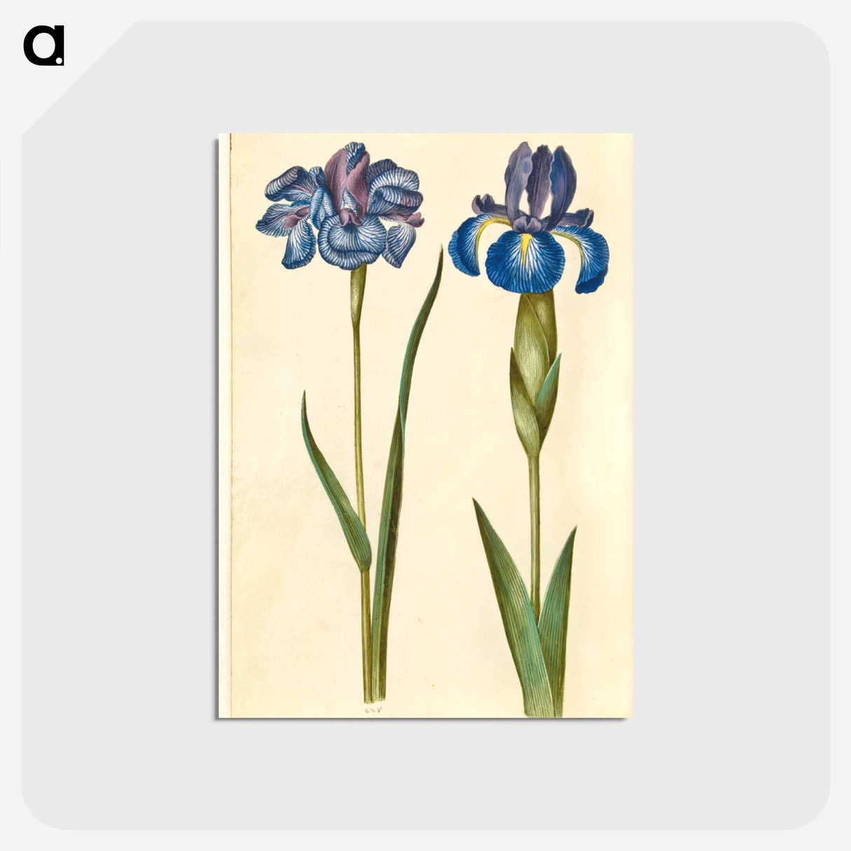 アートポストカード-Siberian and English Irises
- マリア ジビーラ メーリアン Postcard.