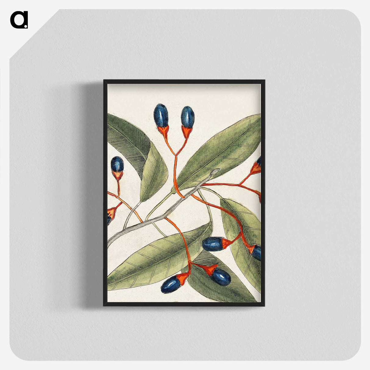 1-20_Mark-Catesby_blk-crop