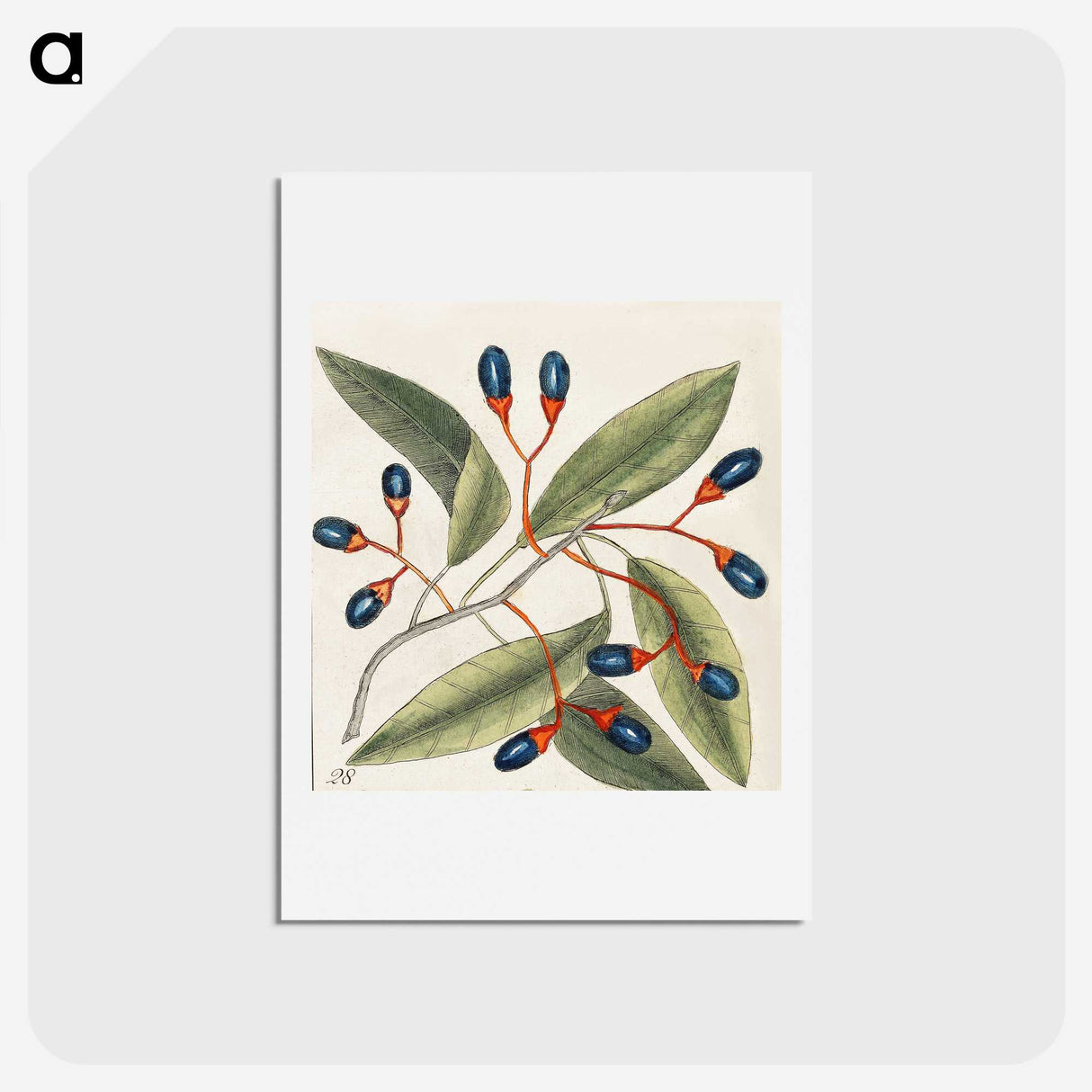 1-20_Mark-Catesby_hagaki