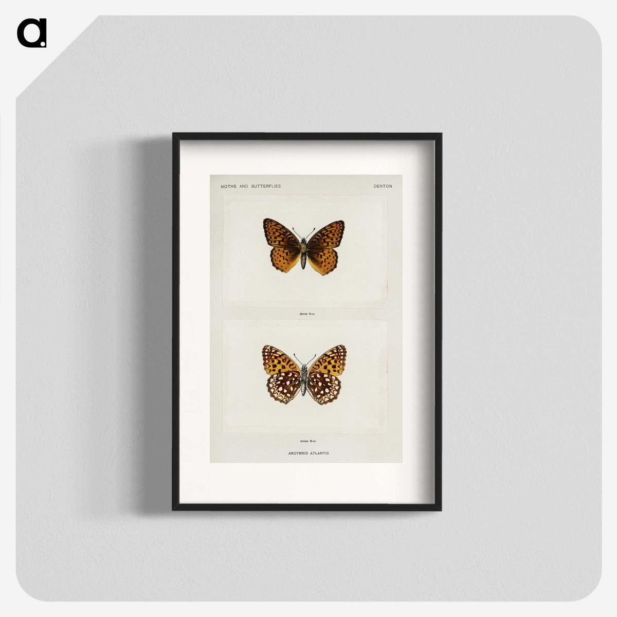 1-20_Moths-and-Butterflies-of-the-United-States_blk