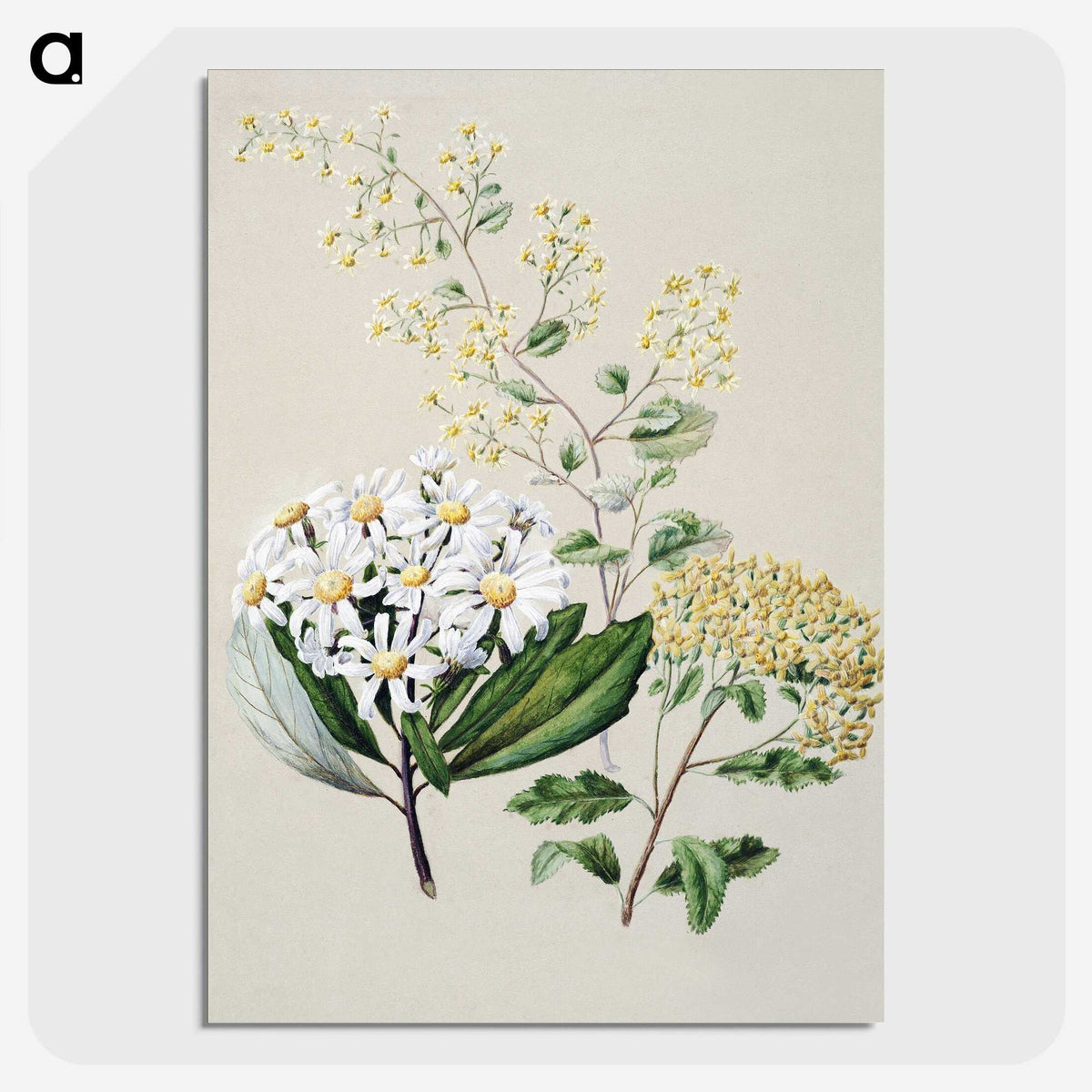 1-20_Native-Flowering-Plants-of-New-Zealand_picture-crop