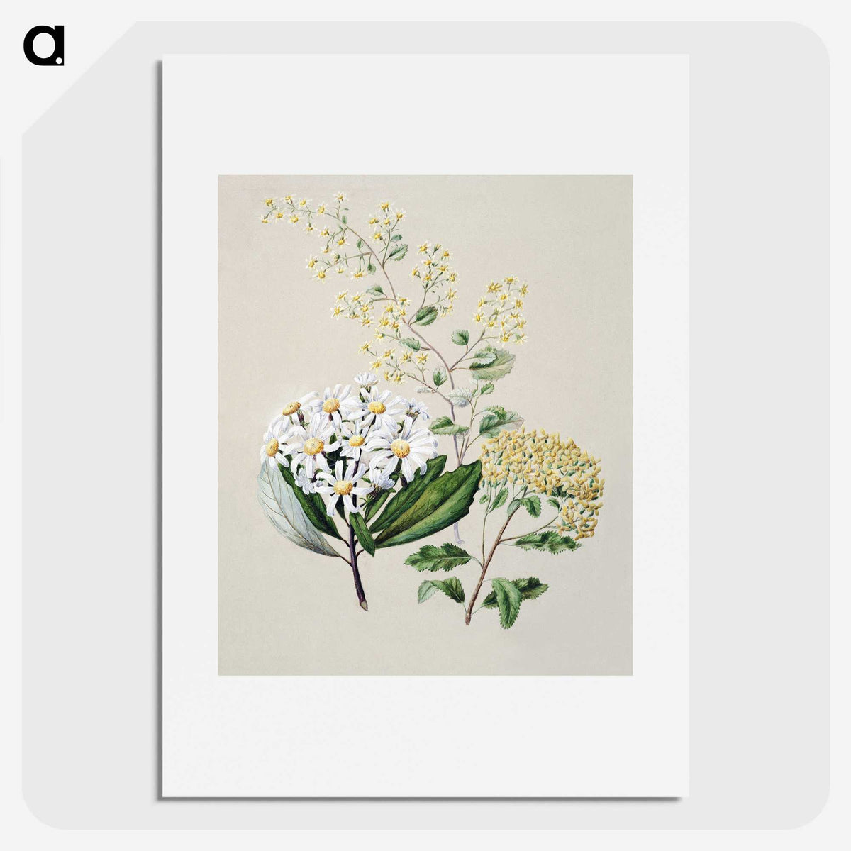 1-20_Native-Flowering-Plants-of-New-Zealand_picture