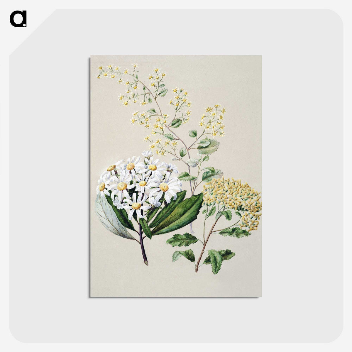 1-20_Native-Flowering-Plants-of-New-Zealand_postcard