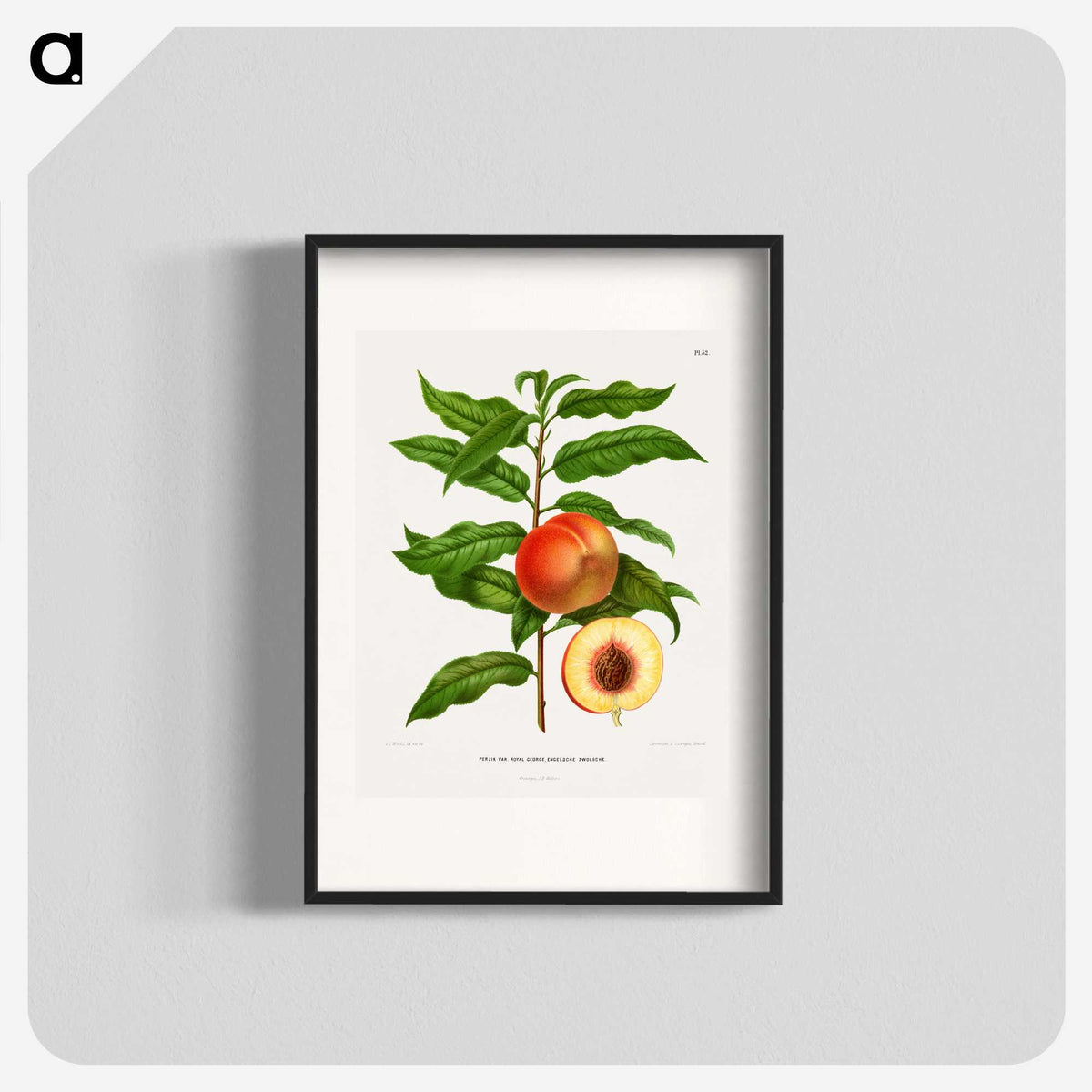 1-20_Nederlandsche-Flora-en-Pomona_blk