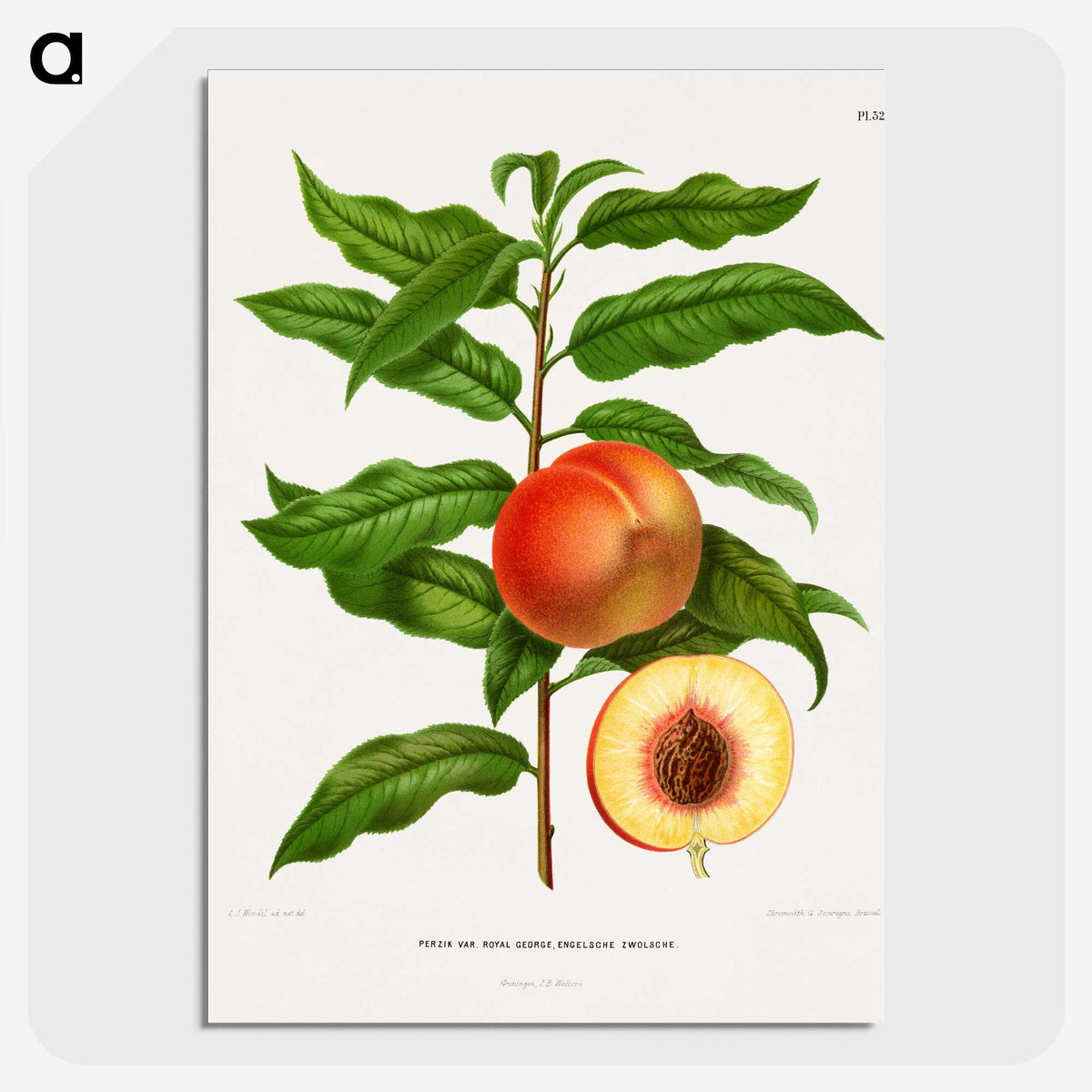 1-20_Nederlandsche-Flora-en-Pomona_picture-crop