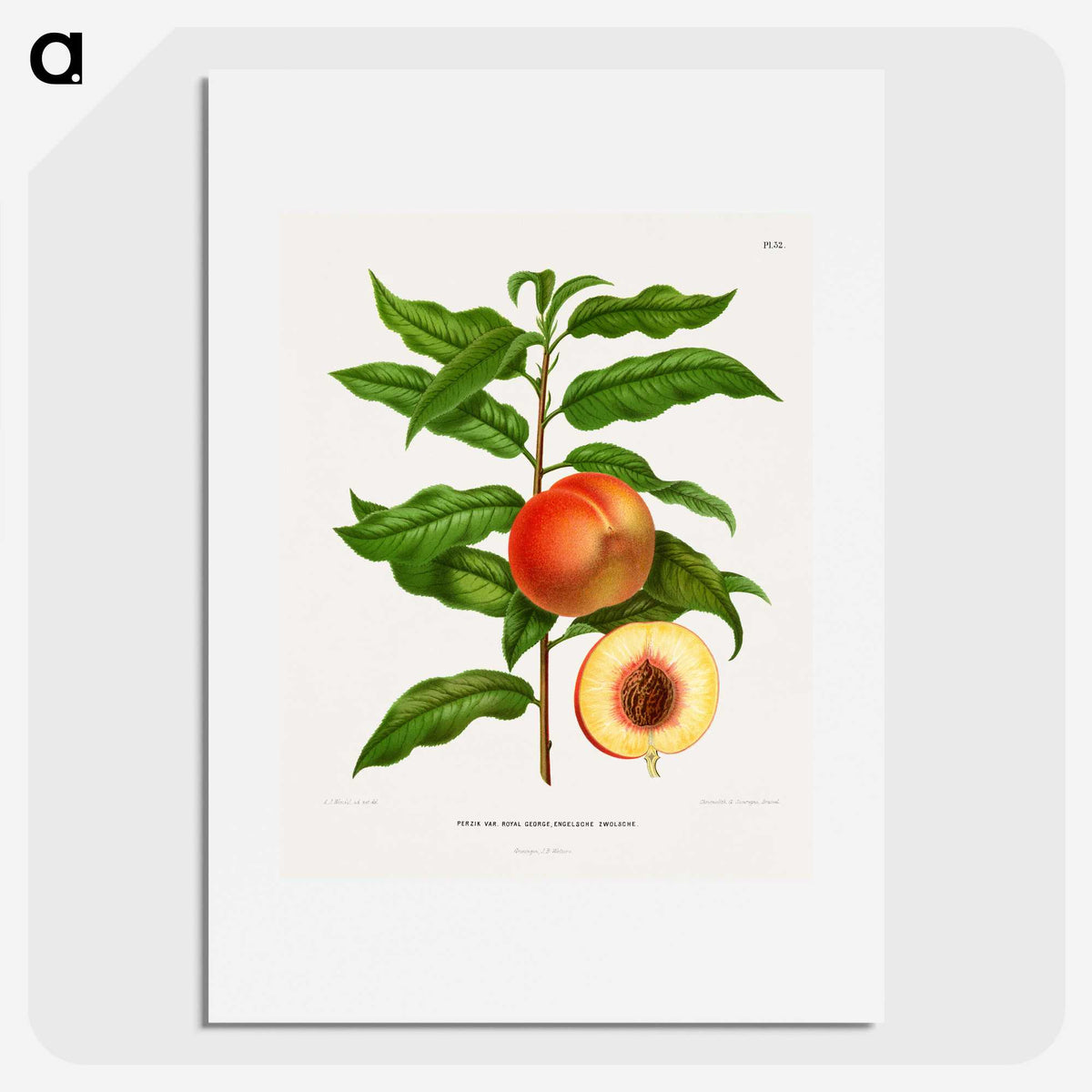 1-20_Nederlandsche-Flora-en-Pomona_picture