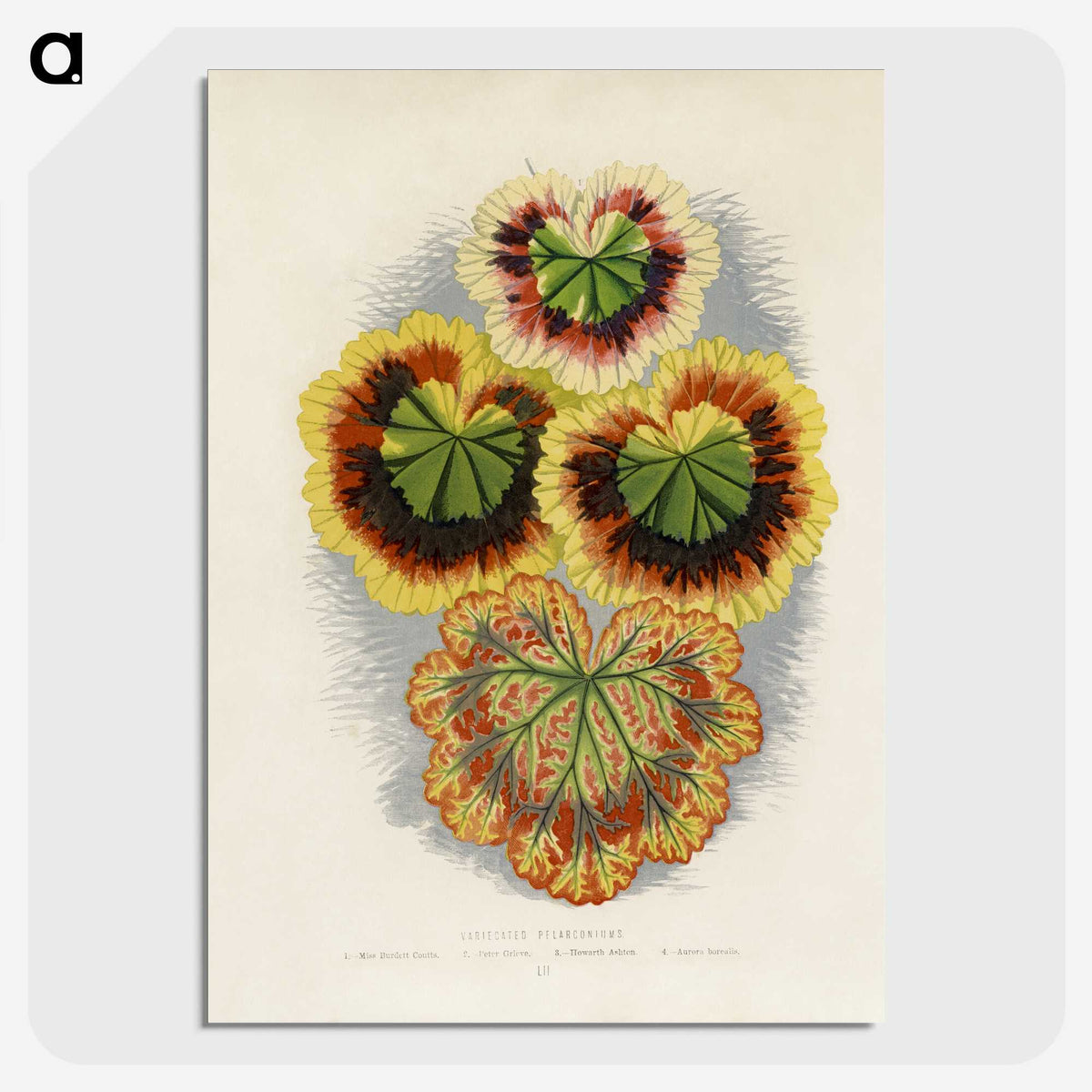 1-20_New-and-Rare-Beautiful-Leaved-Plants_picture-crop