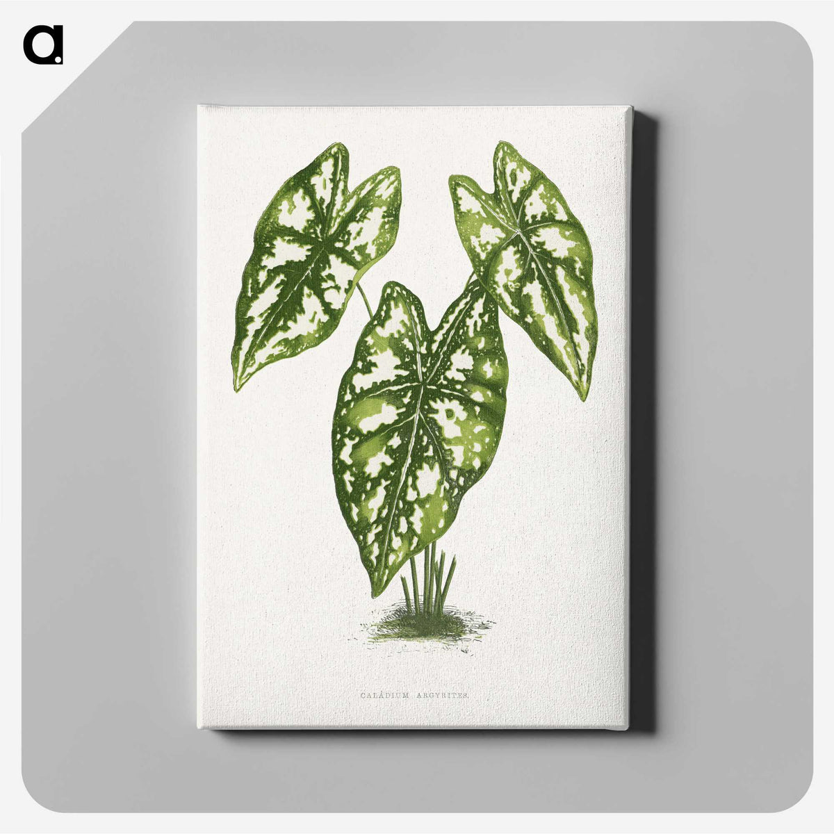 1-20_Plants-with-Colored-Foliage_canvas