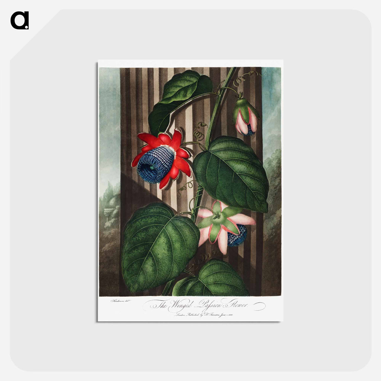 アートポストカード-The Winged Passion-Flower
- ロバート ジョン ソーントン Postcard.