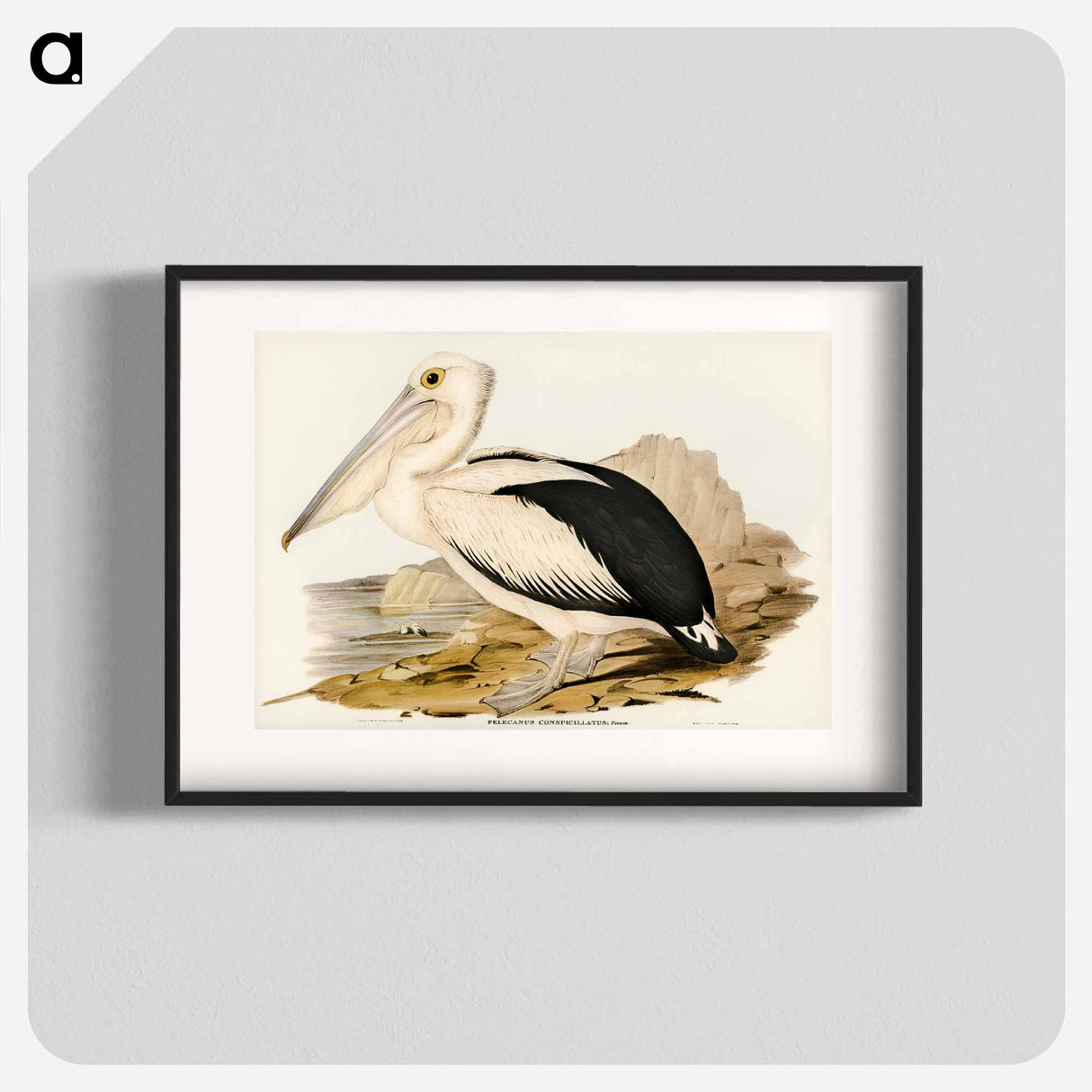 アートポスター-Australian Pelican
- オーストラリアの鳥 Poster.