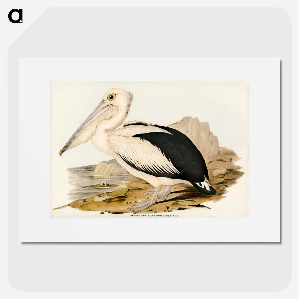 アートポスター-Australian Pelican
- オーストラリアの鳥 Poster.
