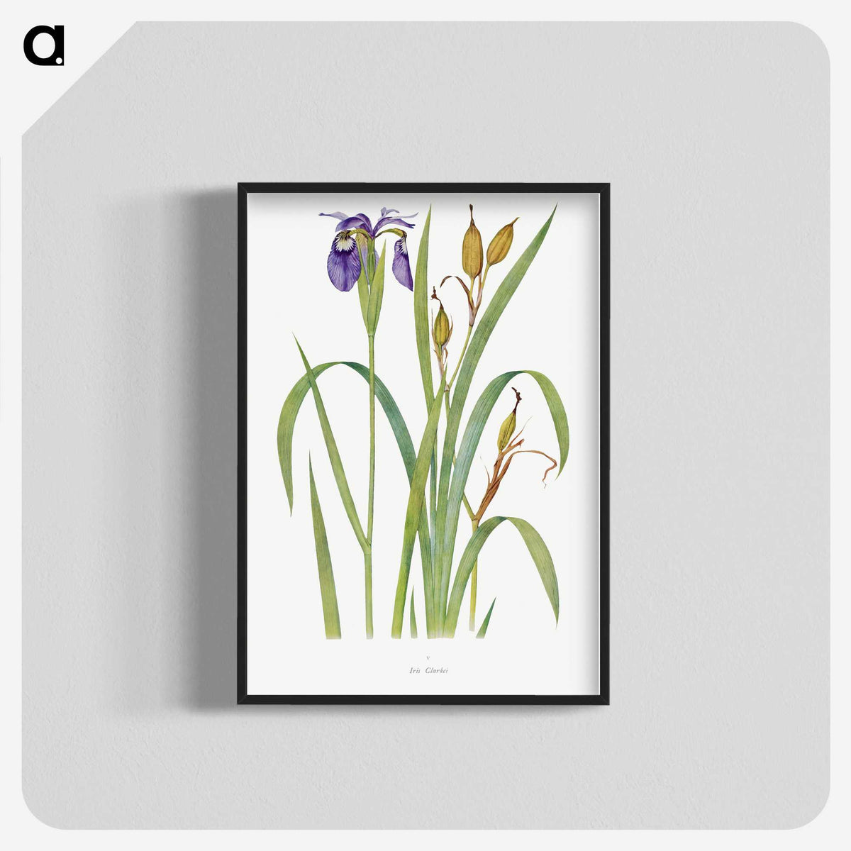 1-20_The-Genus-Iris_blk-crop