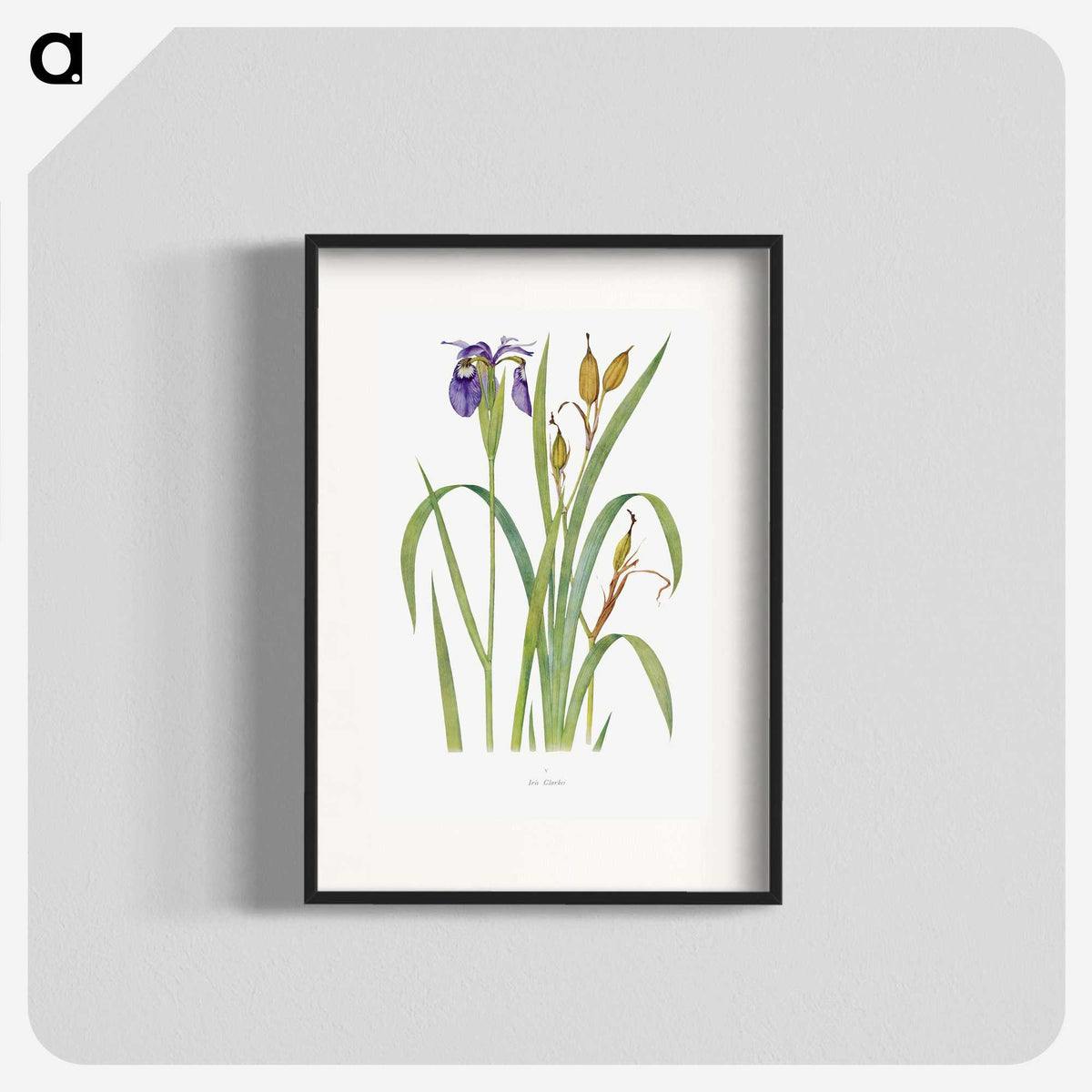 1-20_The-Genus-Iris_blk