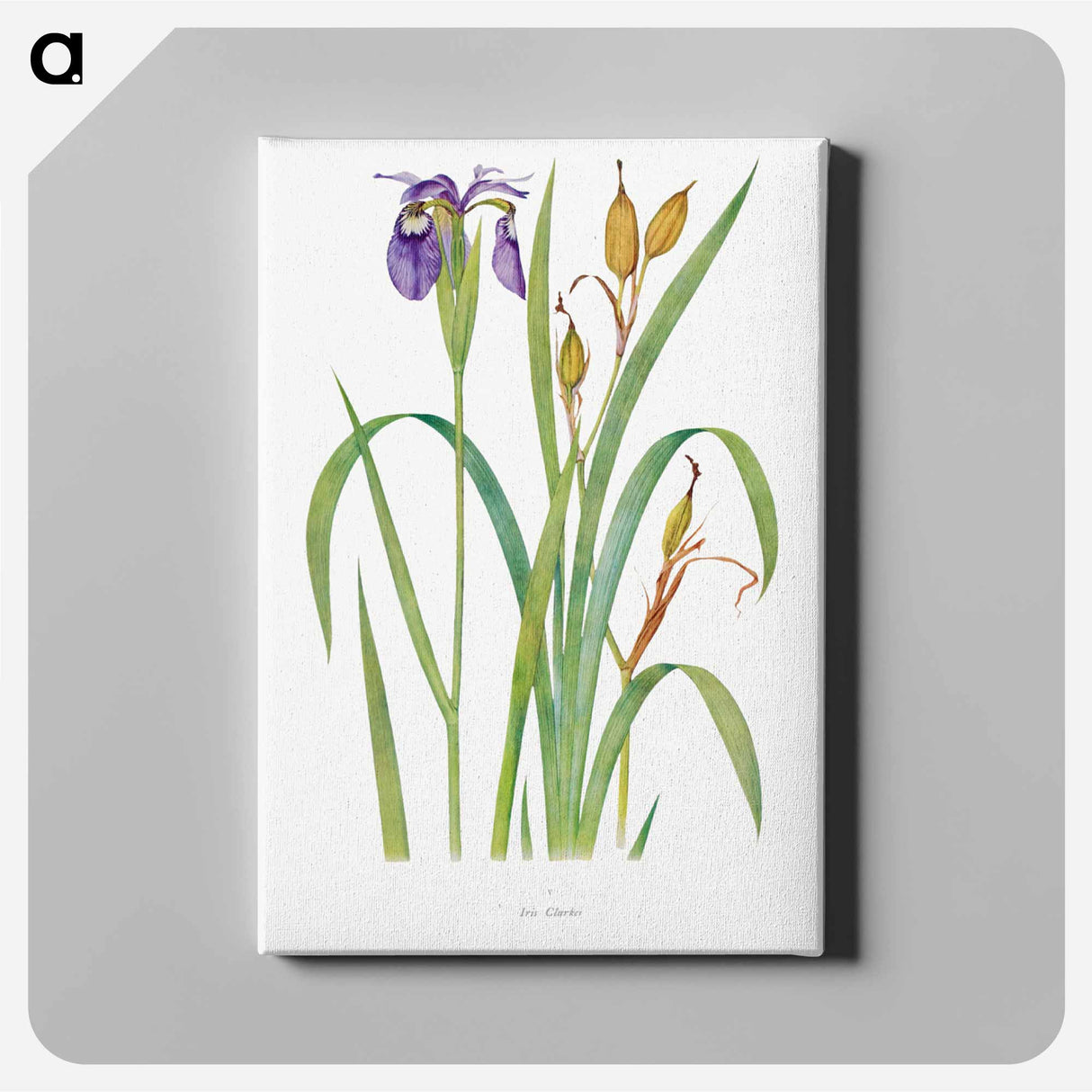 アートパネル-Iris Clarkei from The Genus Iris
- アヤメ属 Canvas.