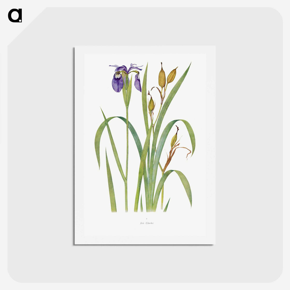 1-20_The-Genus-Iris_hagaki