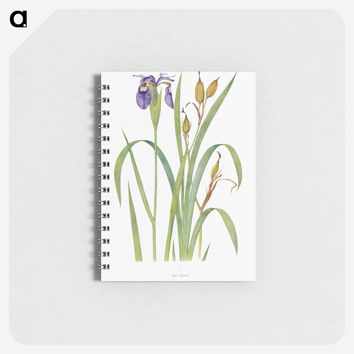 1-20_The-Genus-Iris_memo