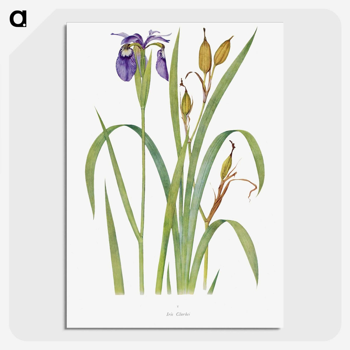 1-20_The-Genus-Iris_picture-crop
