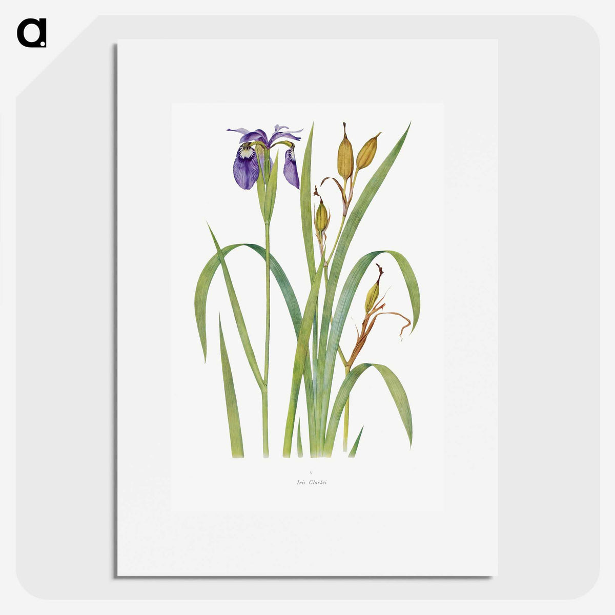 1-20_The-Genus-Iris_picture