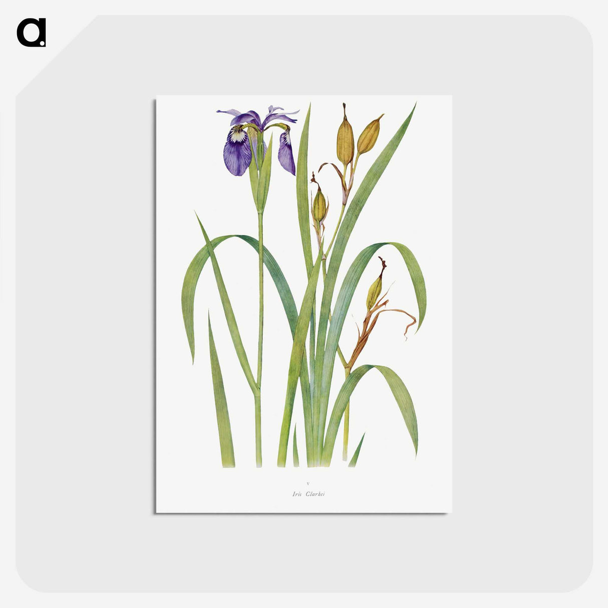 1-20_The-Genus-Iris_postcard