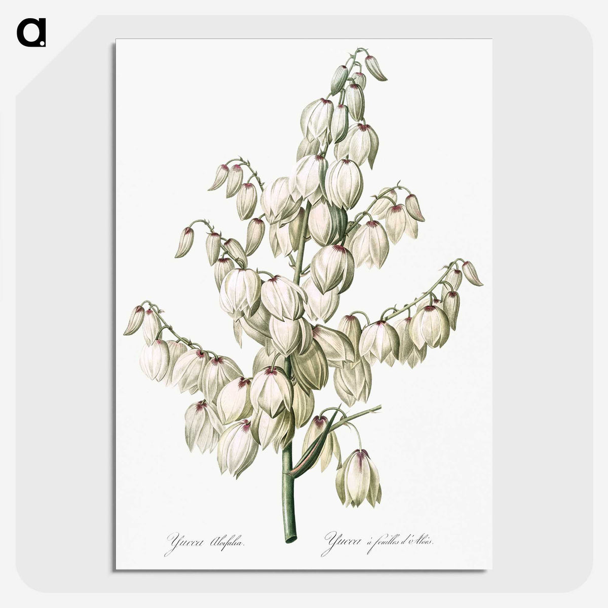 1-20_The-Lilies_picture-crop
