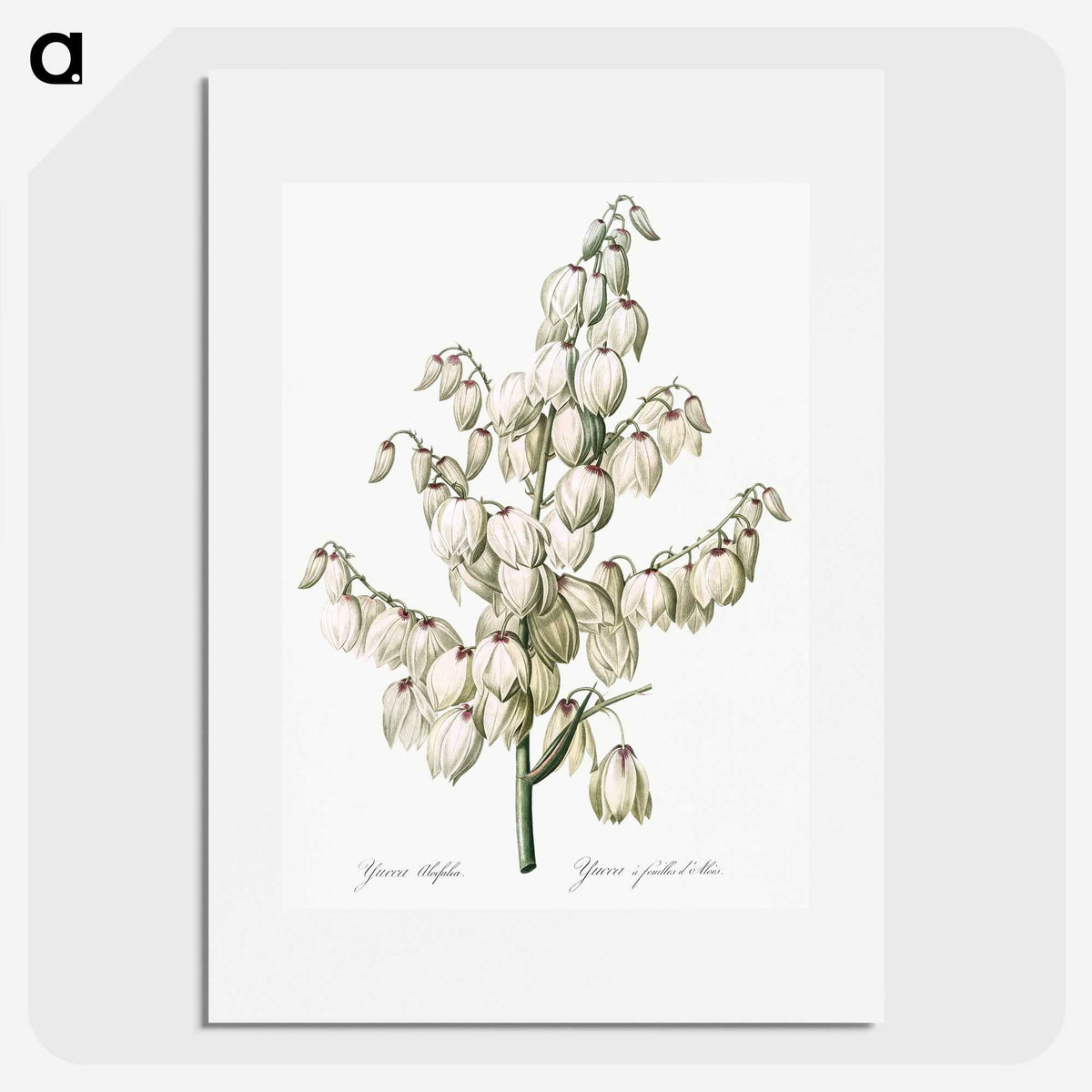 1-20_The-Lilies_picture
