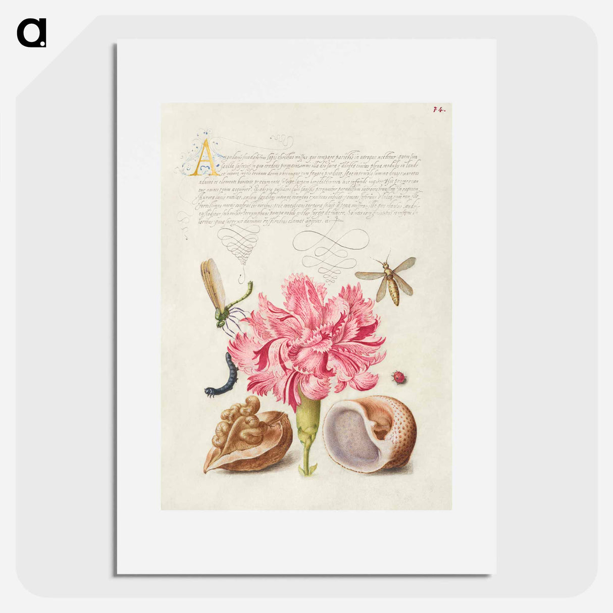 アートポスター-Damselfly, Carnation, Insect, Caterpillar, Ladybird, English Walnut, and Marine Mollusk
- 書道のお手本 Poster.