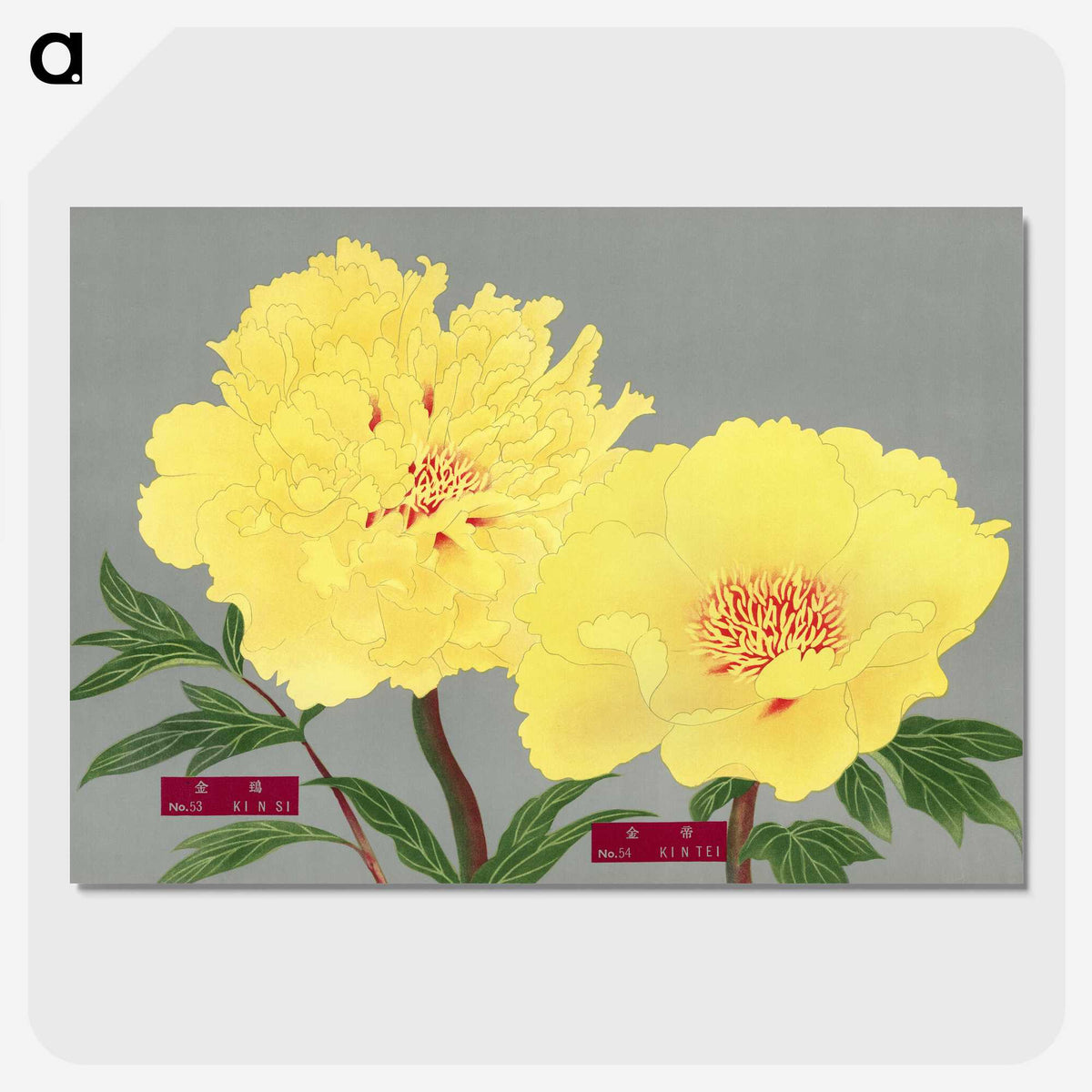 1-20_The-Picture-Book-of-Peonies_picture-crop