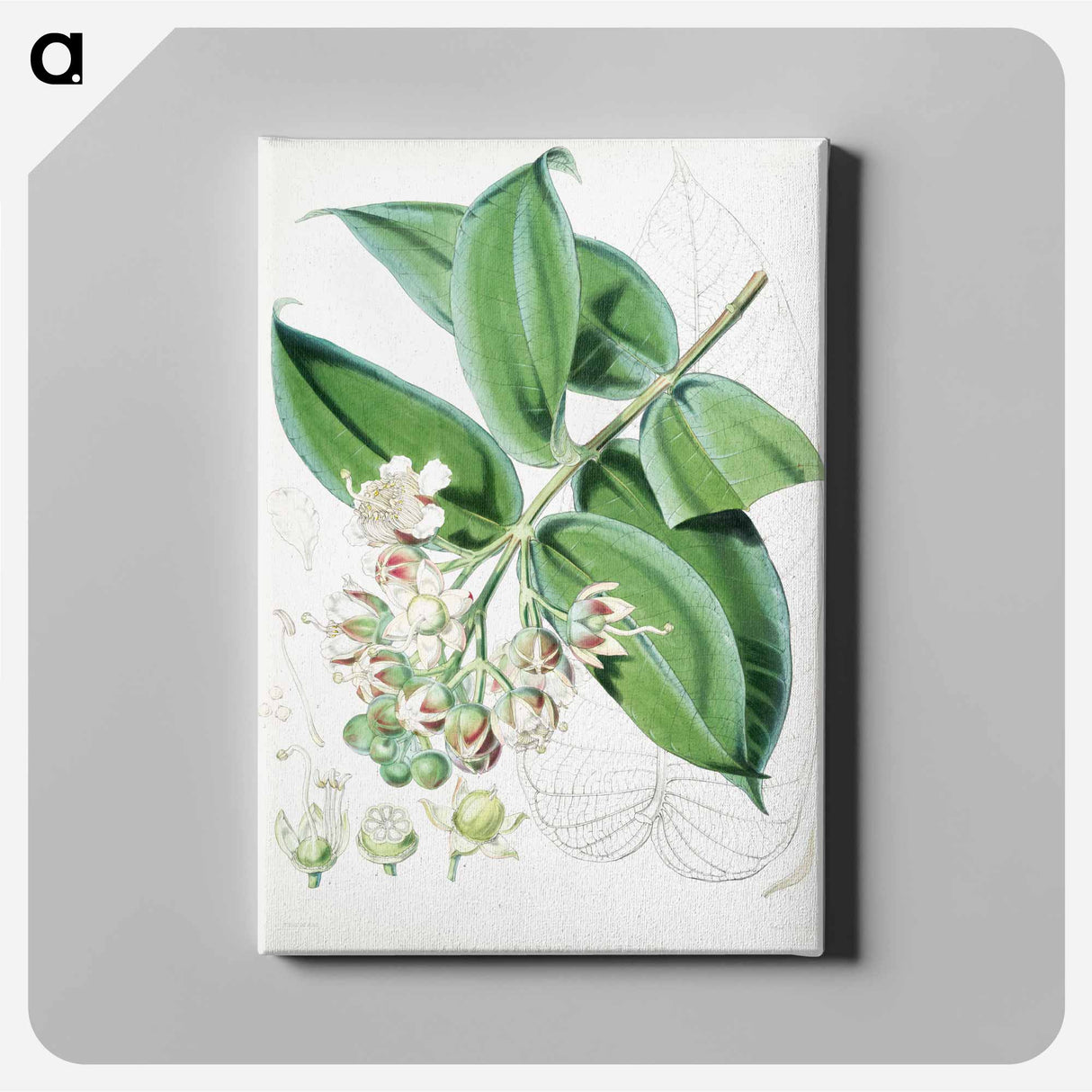 Duabanga Sonneratioides - Walter Hood Fitch Canvas.