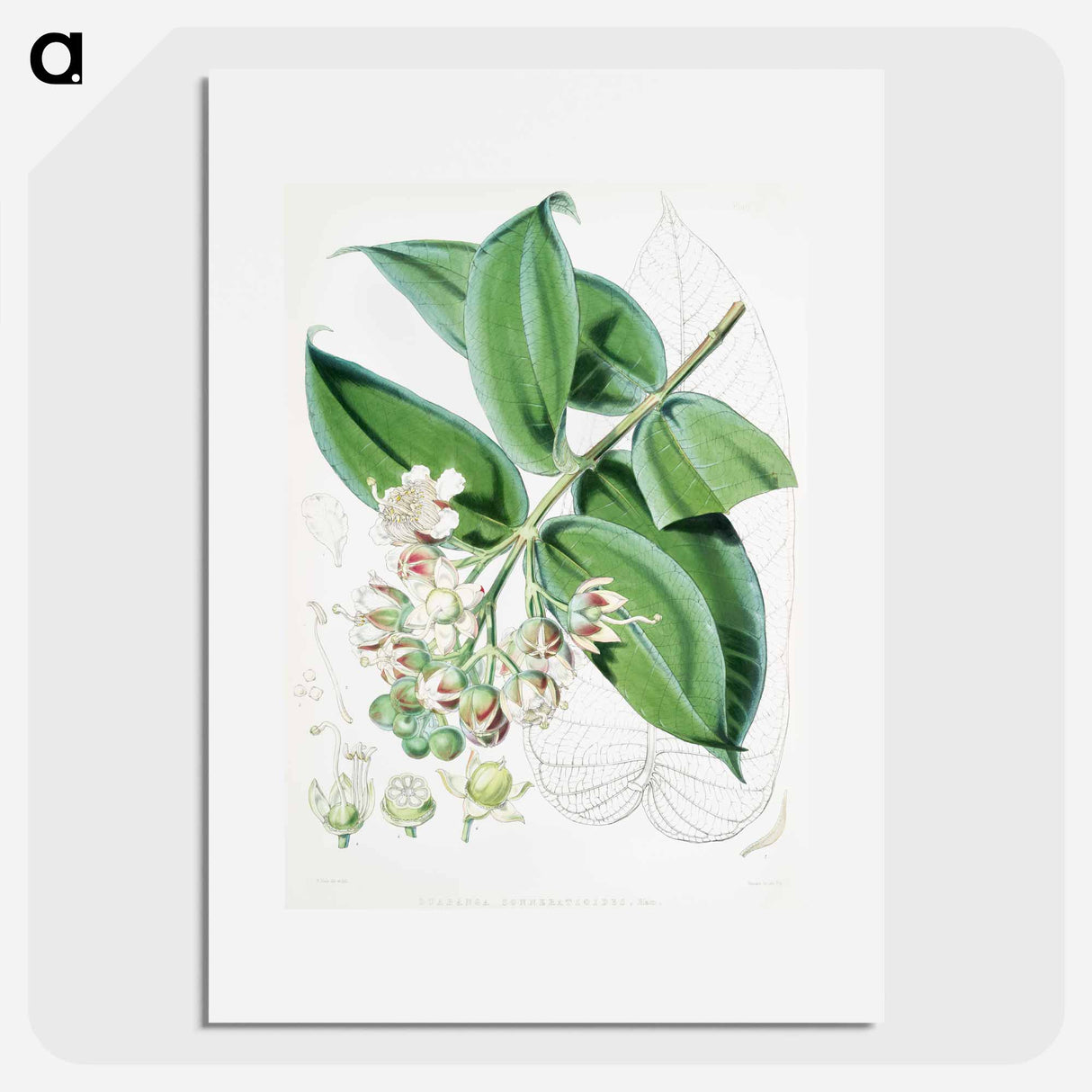 Duabanga Sonneratioides - Walter Hood Fitch Poster.