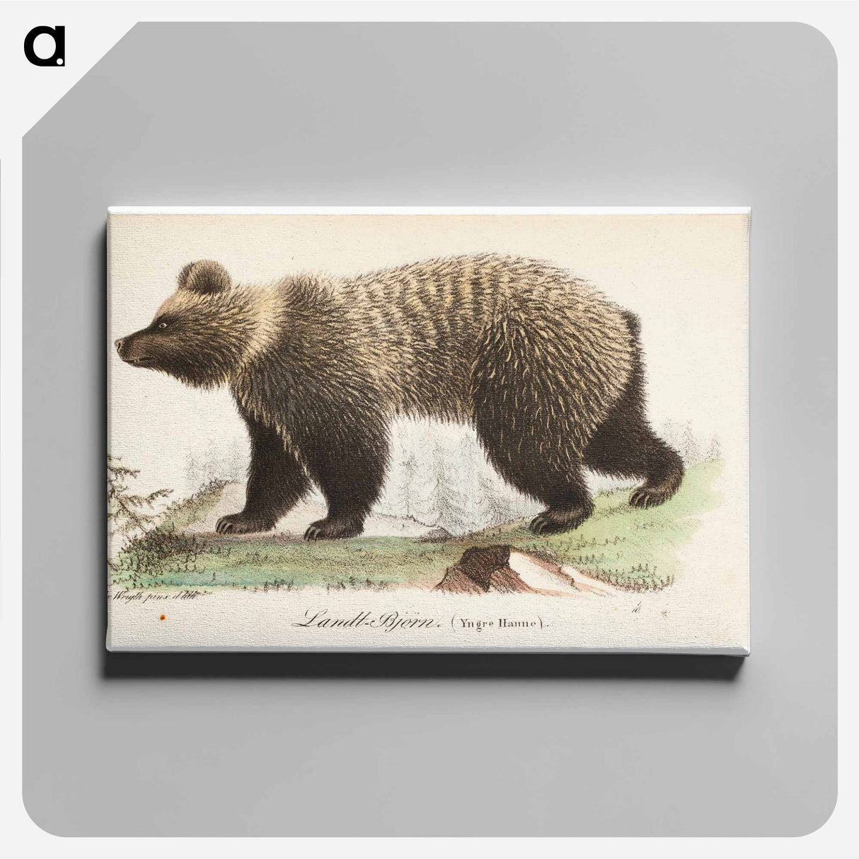 Juvenile bear, male, illustration for watercolors for children and nature - Wilhelm von Wright Canvas.