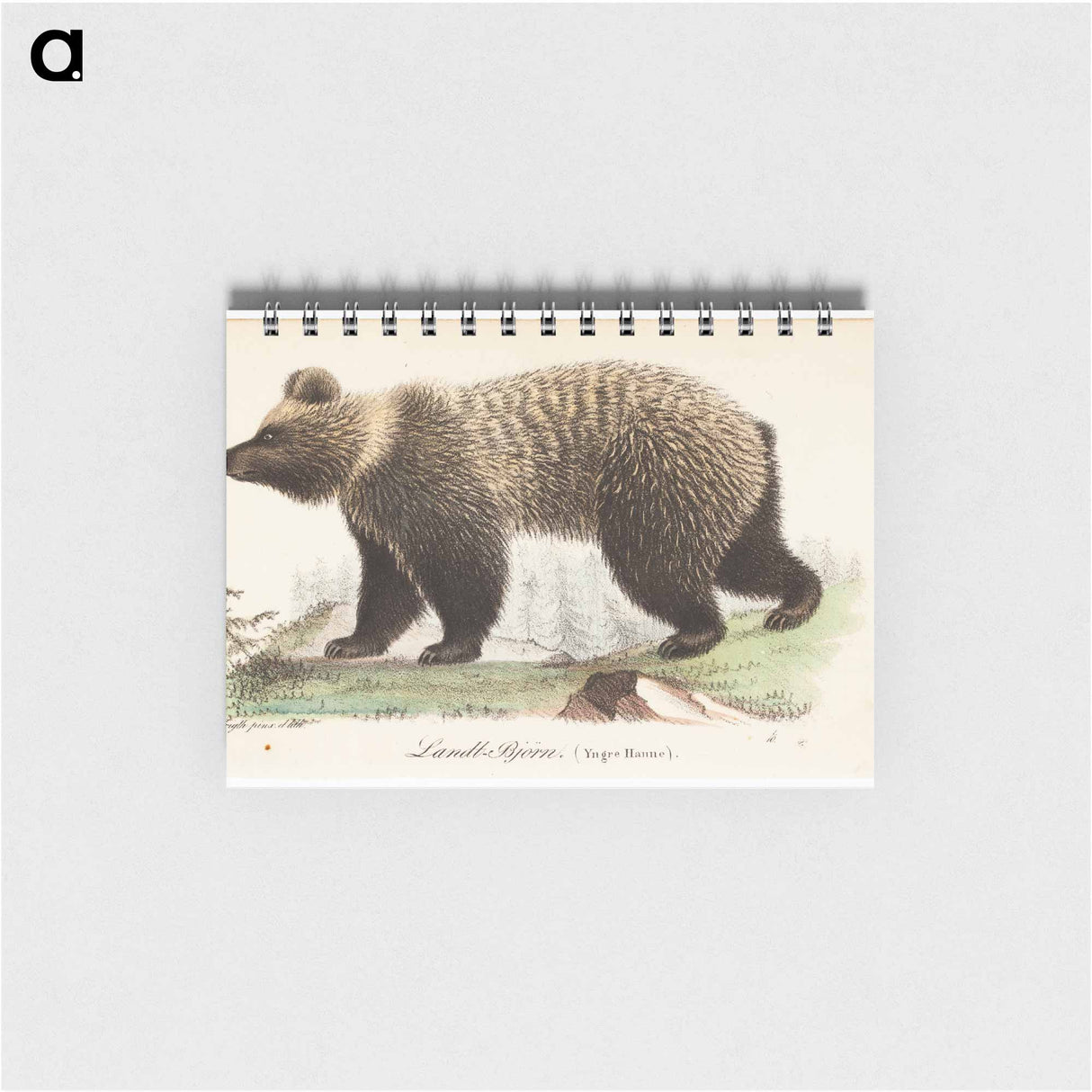 Juvenile bear, male, illustration for tidskrift för jägare och naturforskare - ヴィルヘルム フォン ライト Memo.