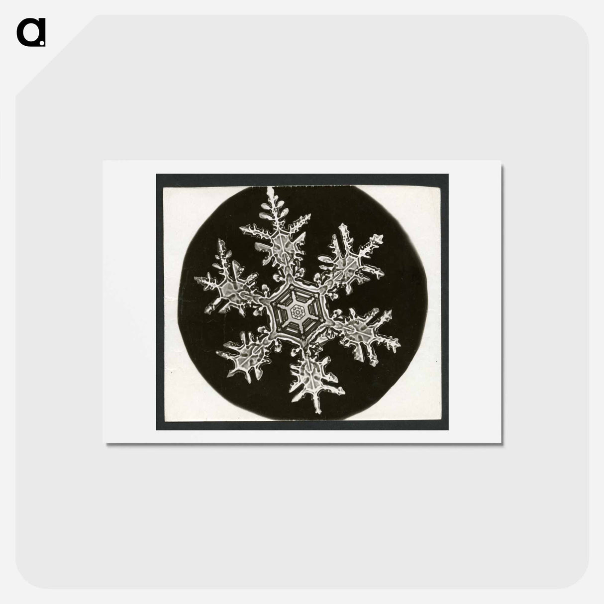 アートポストカード-Wilson Bentley Photomicrograph of Stellar Snowflake No. 815 - ウィルソン ベントレー Postcard.