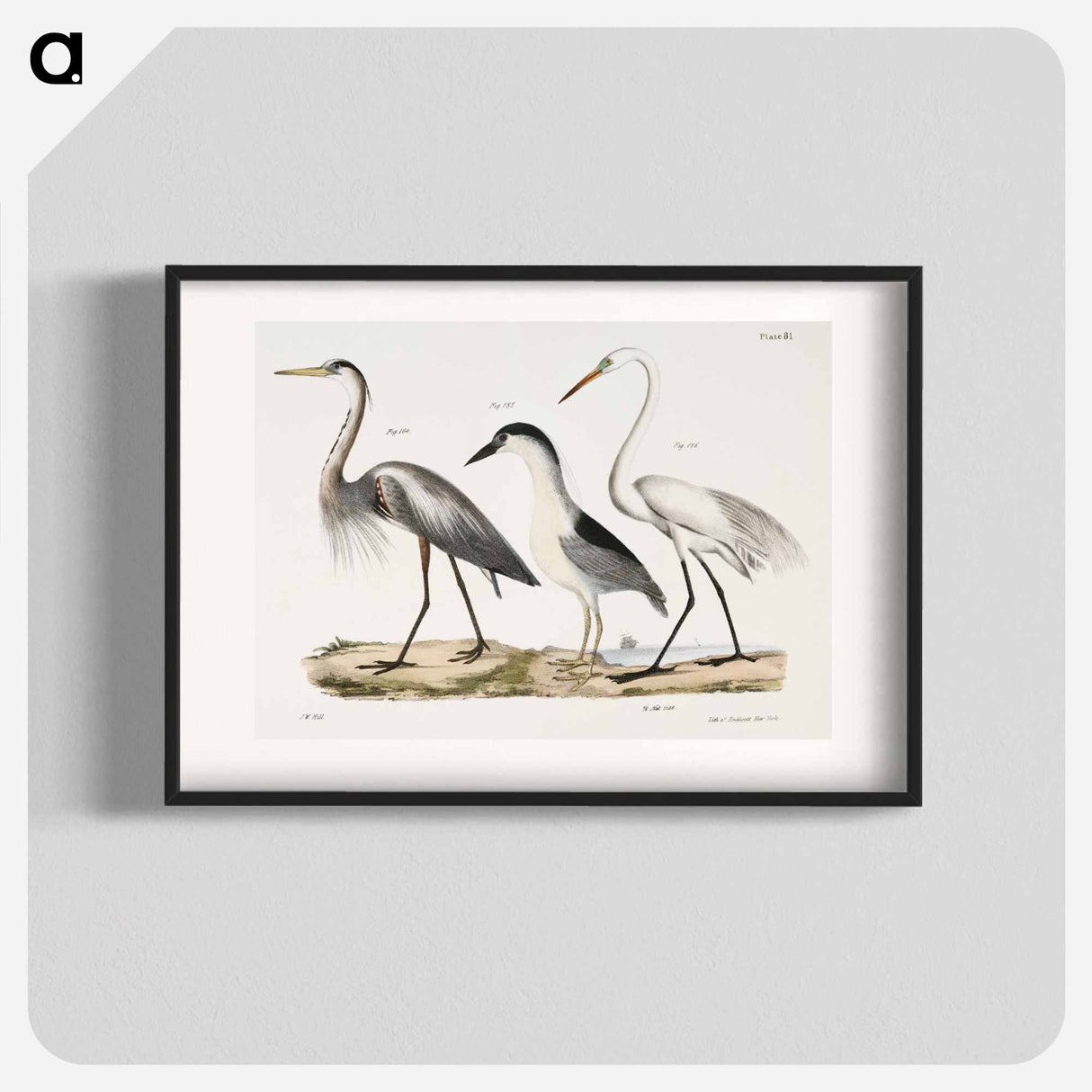 Great Blue Heron - ニューヨークの動物学 Poster.