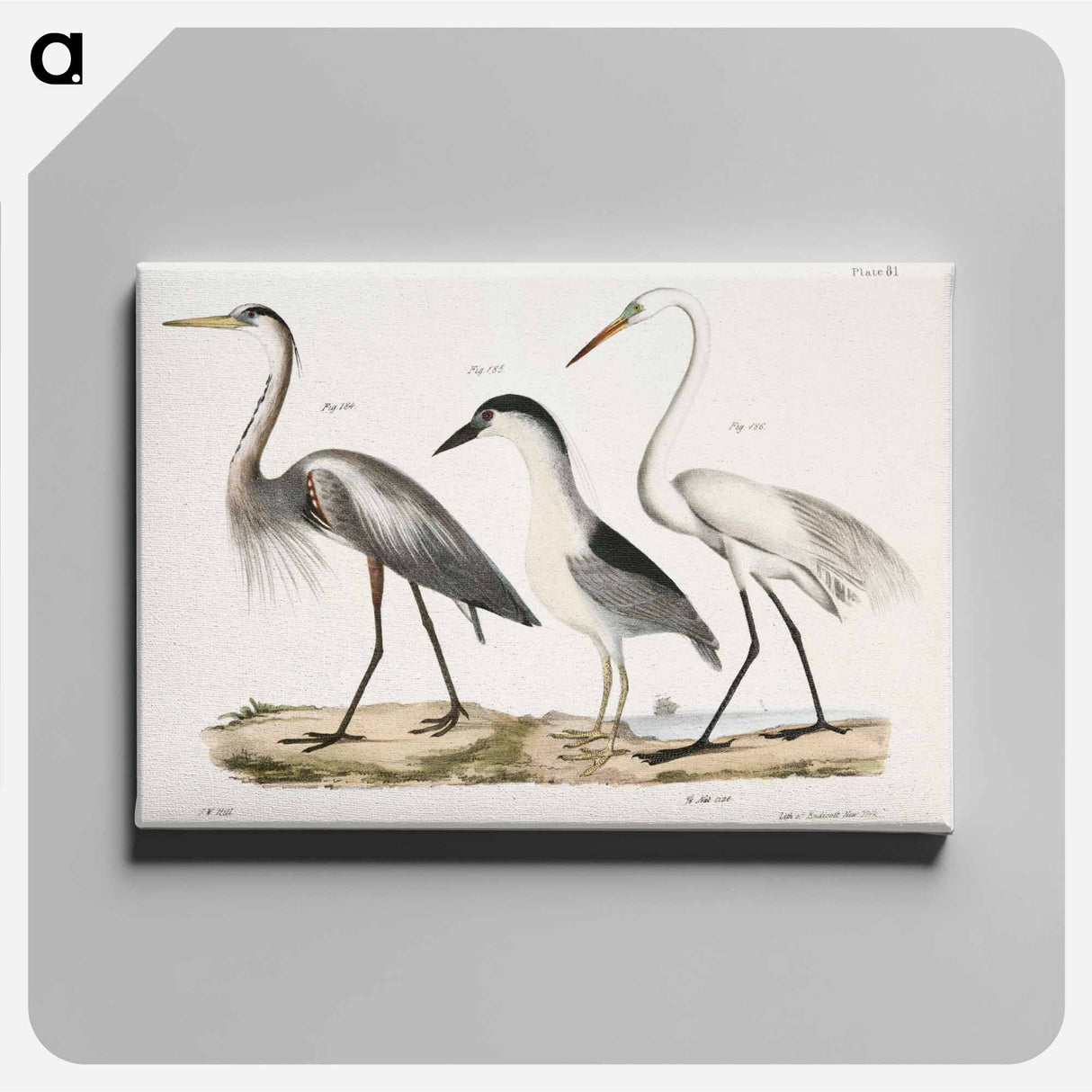 Great Blue Heron - New York Zoology Canvas.