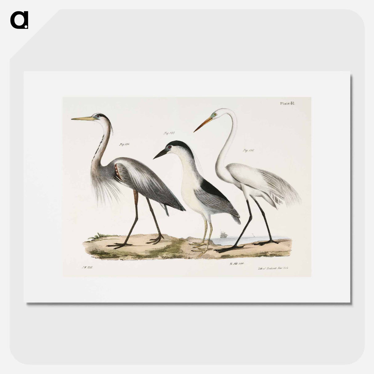 Great Blue Heron - ニューヨークの動物学 Poster.