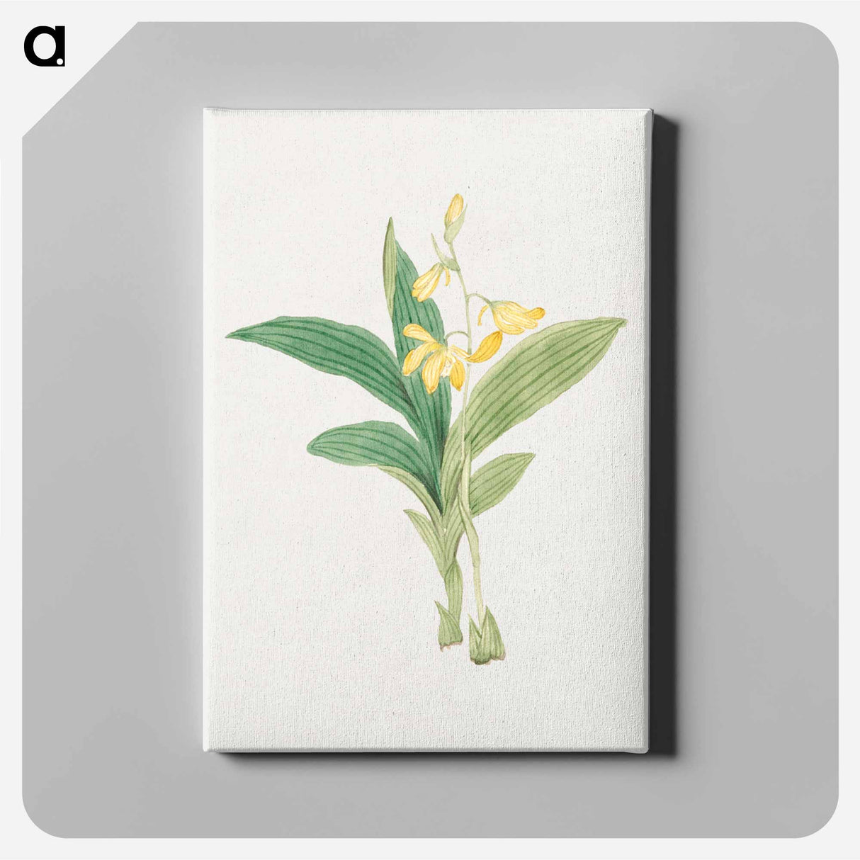 kin–ran - 19世紀の日本の花 Canvas.