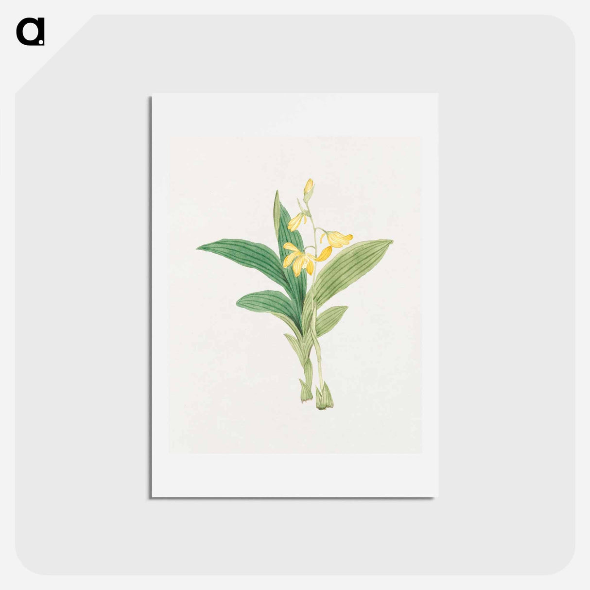 kin–ran - 19世紀の日本の花 Postcard.